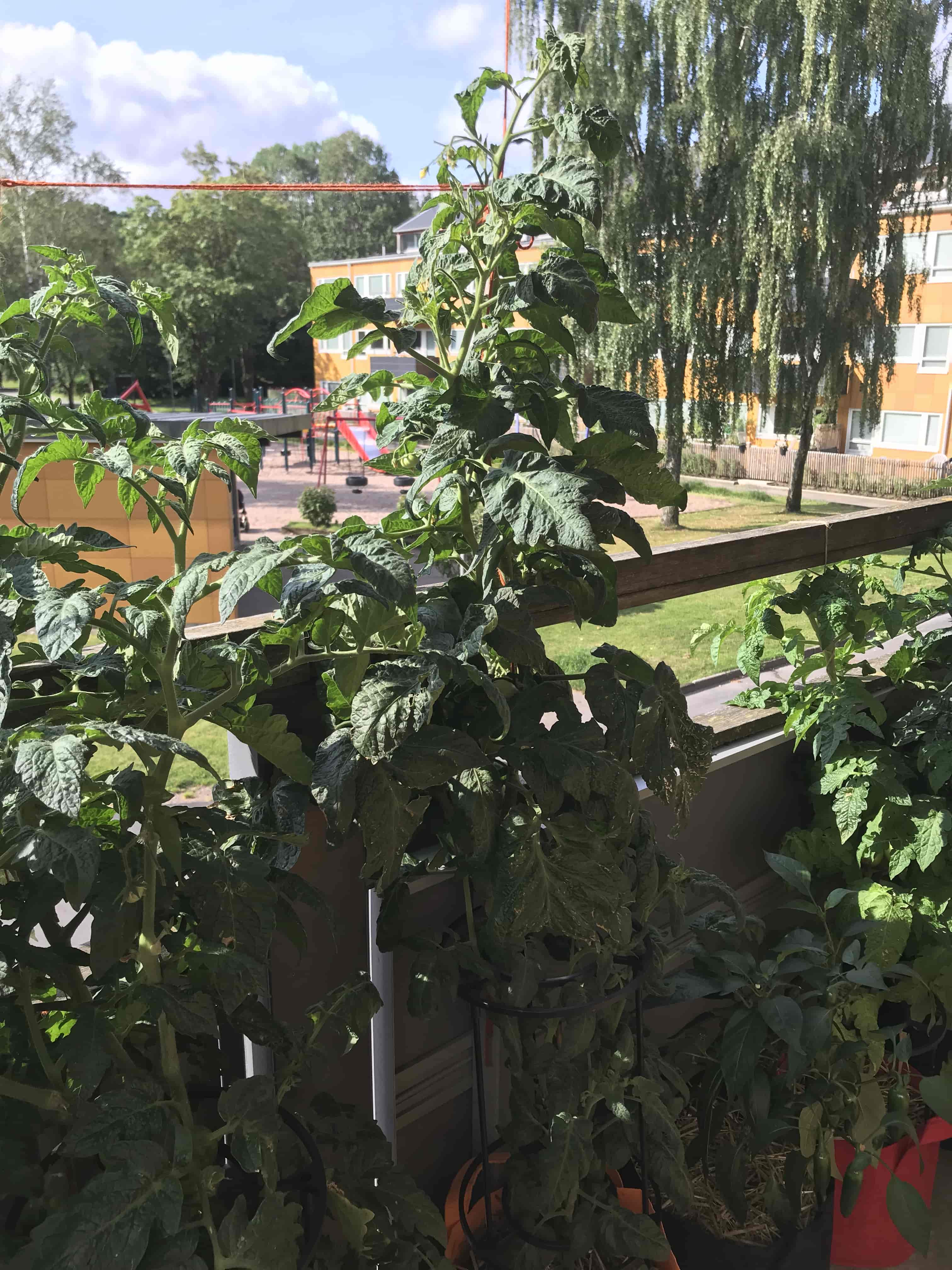 Balcony view late summer showing the tomato and pepper plants