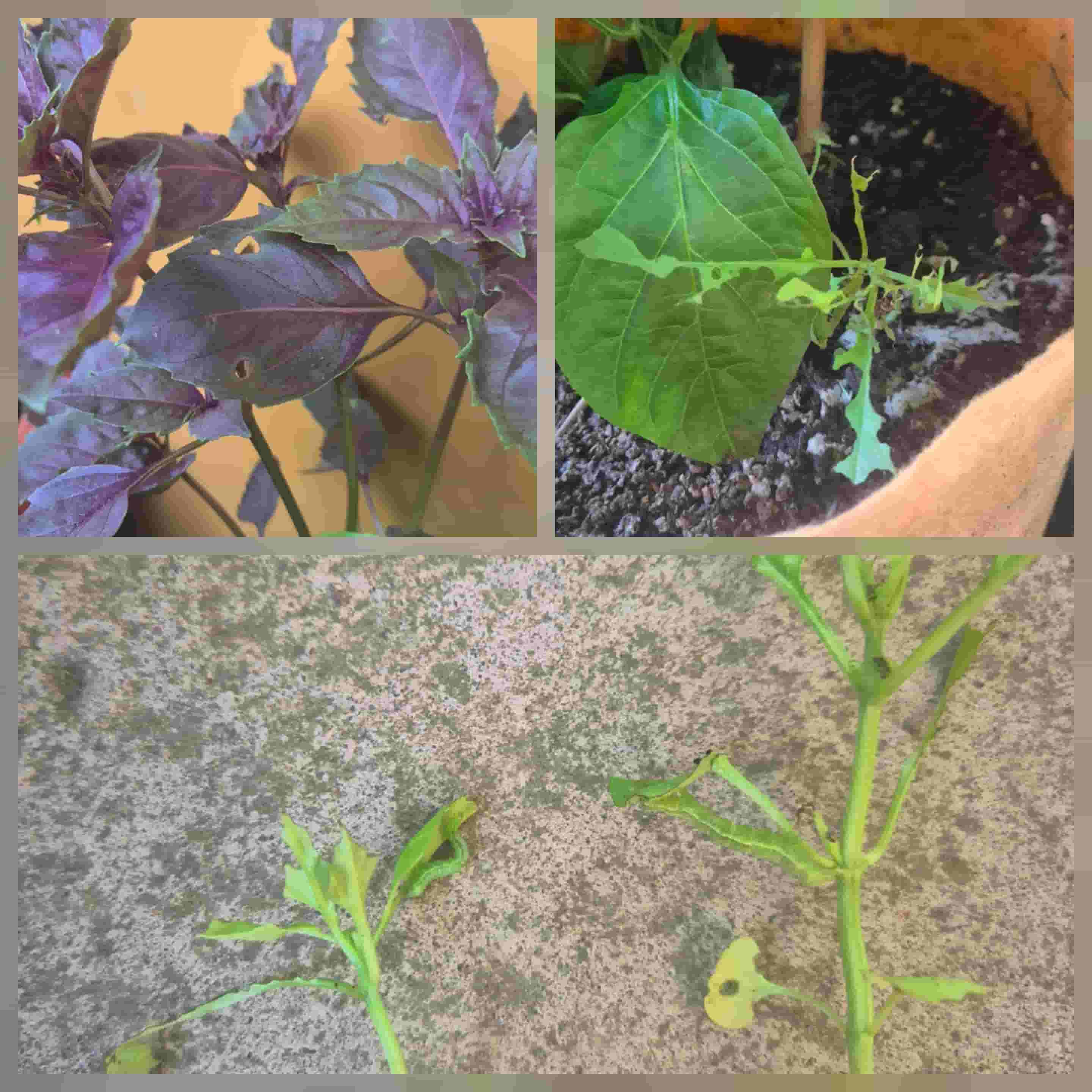 caterpillars spotted on demolished basil plants