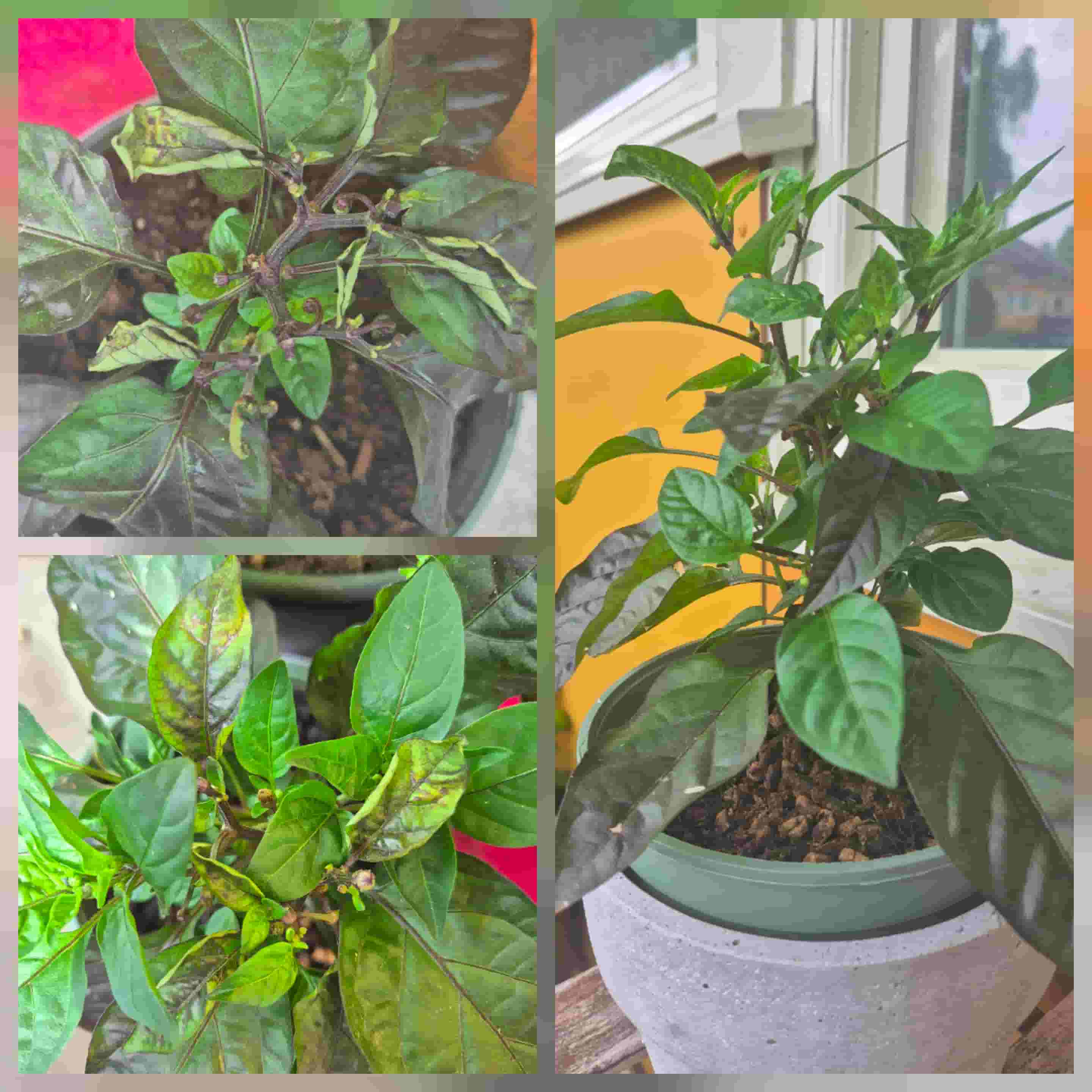 trinidad purple chilly recovery path