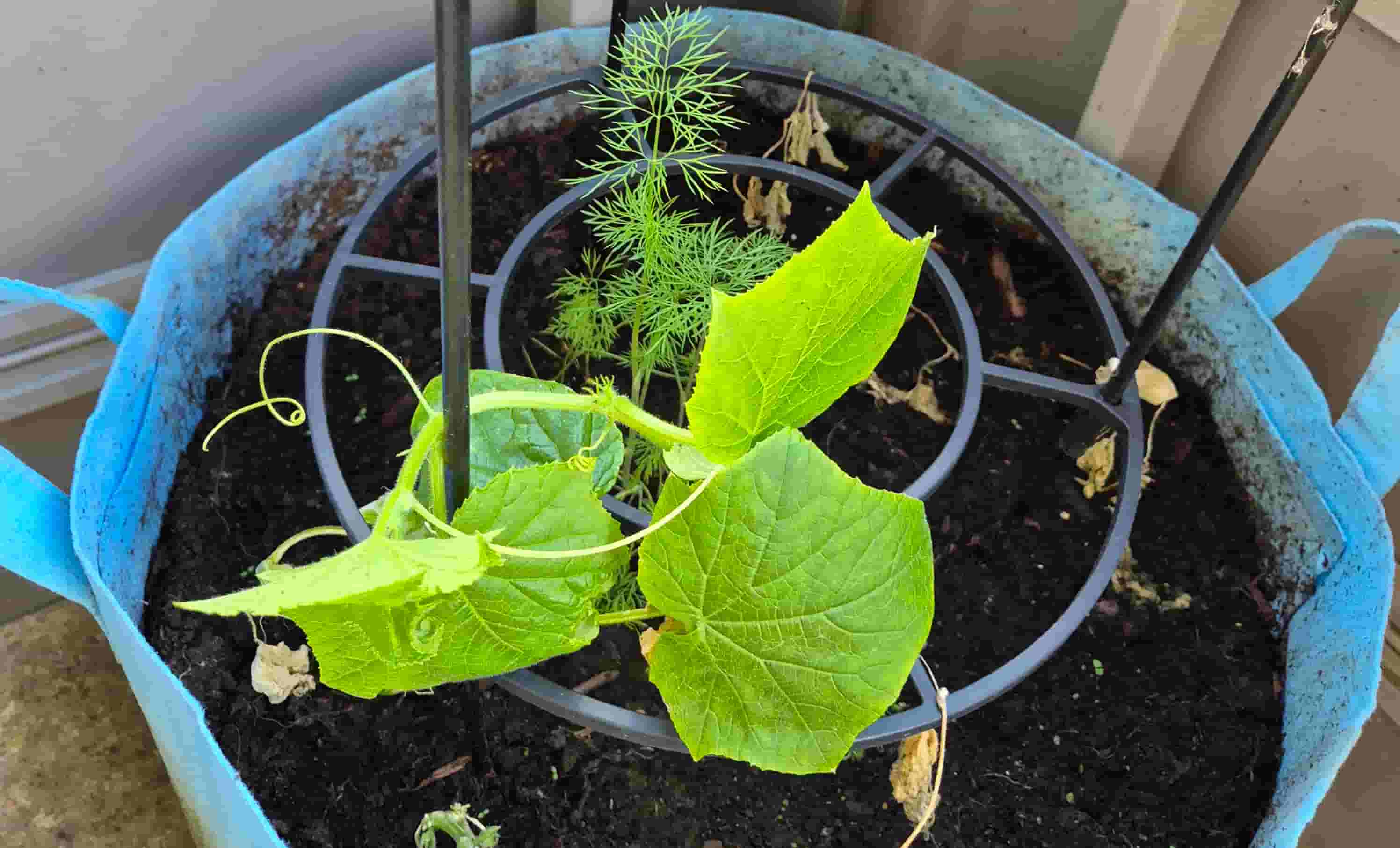2026 Garden Struggles