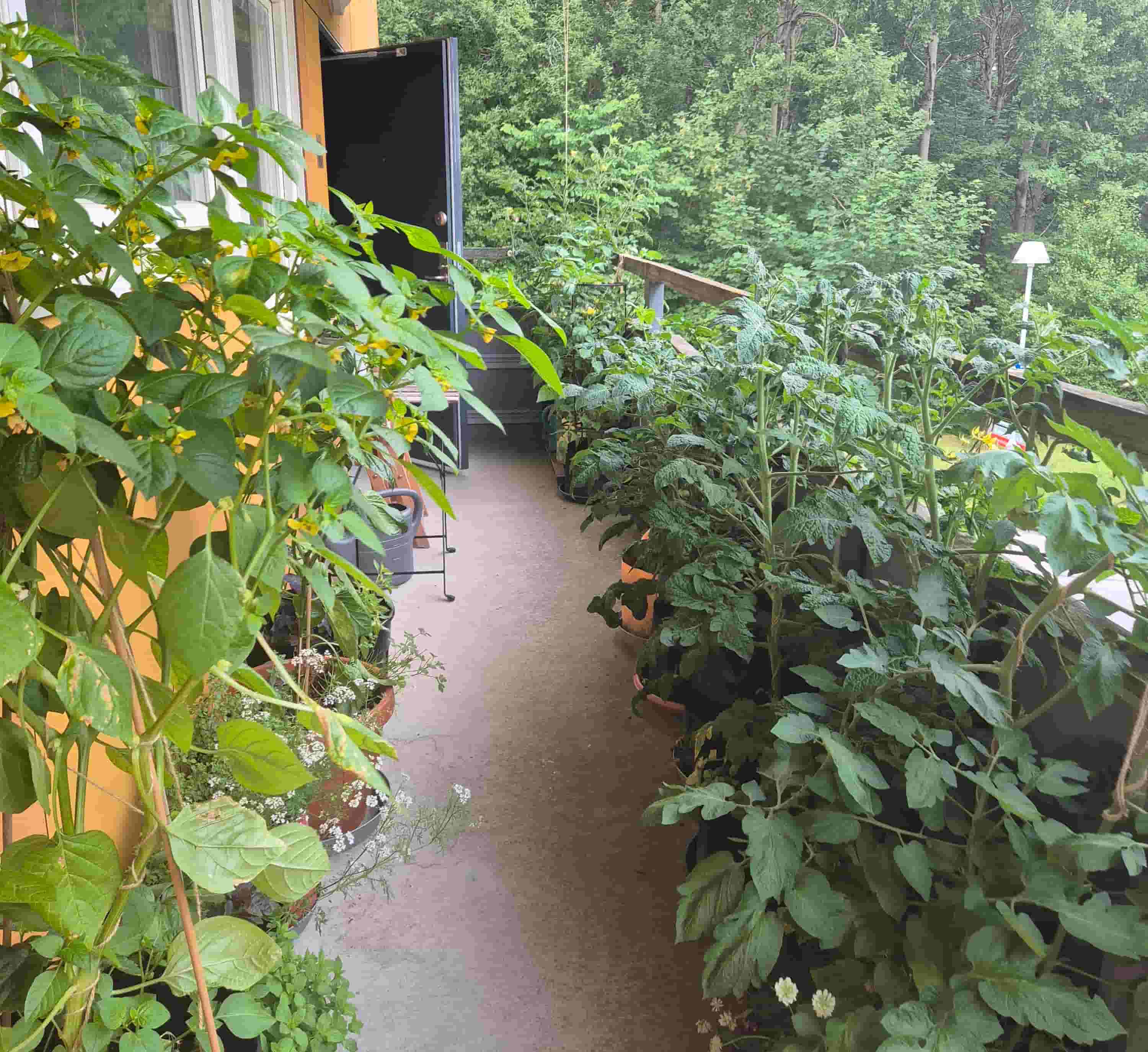 balcony garden view in mid july