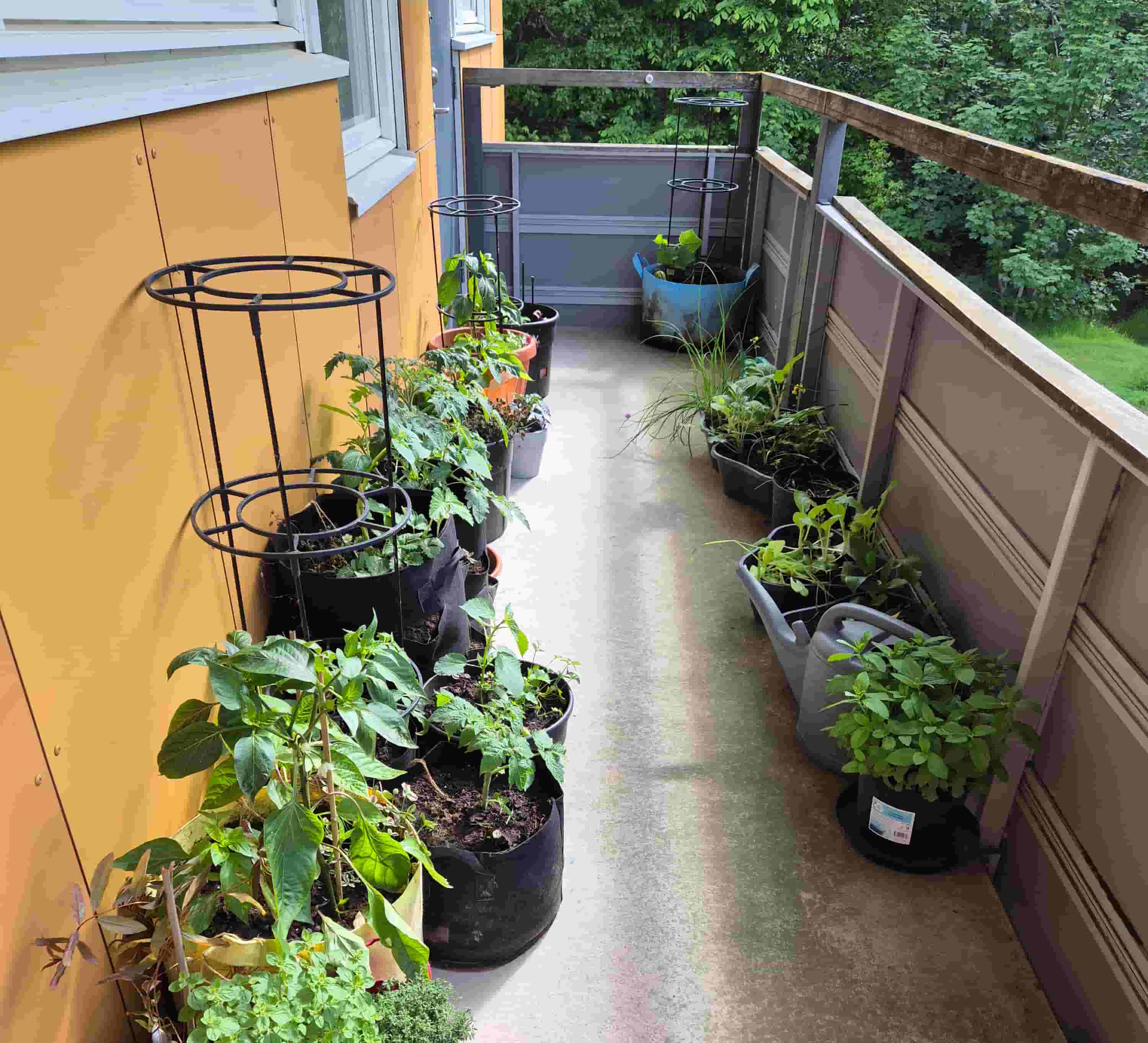 garden view in early june