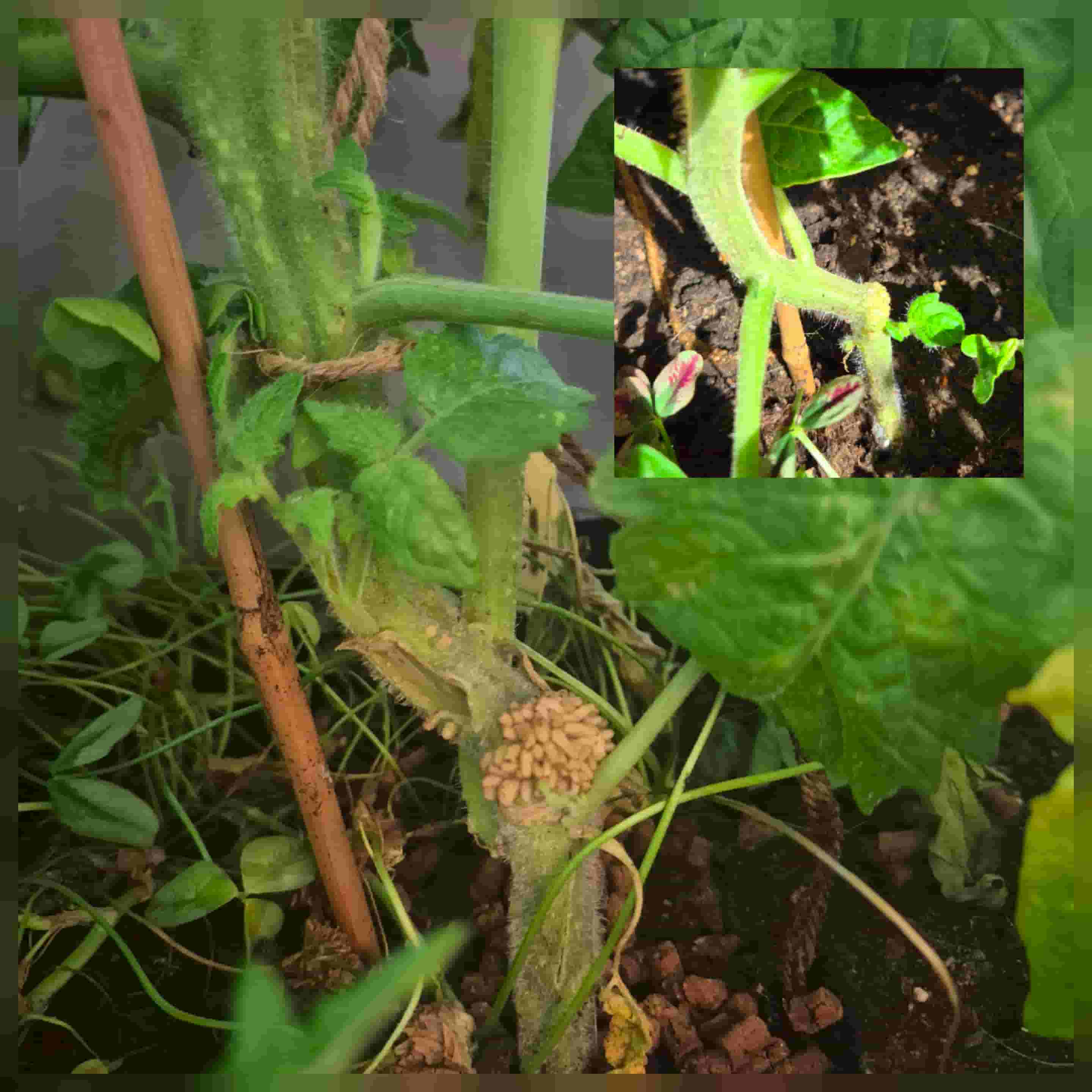 resilient confetti tomato plant surviving a broken stem