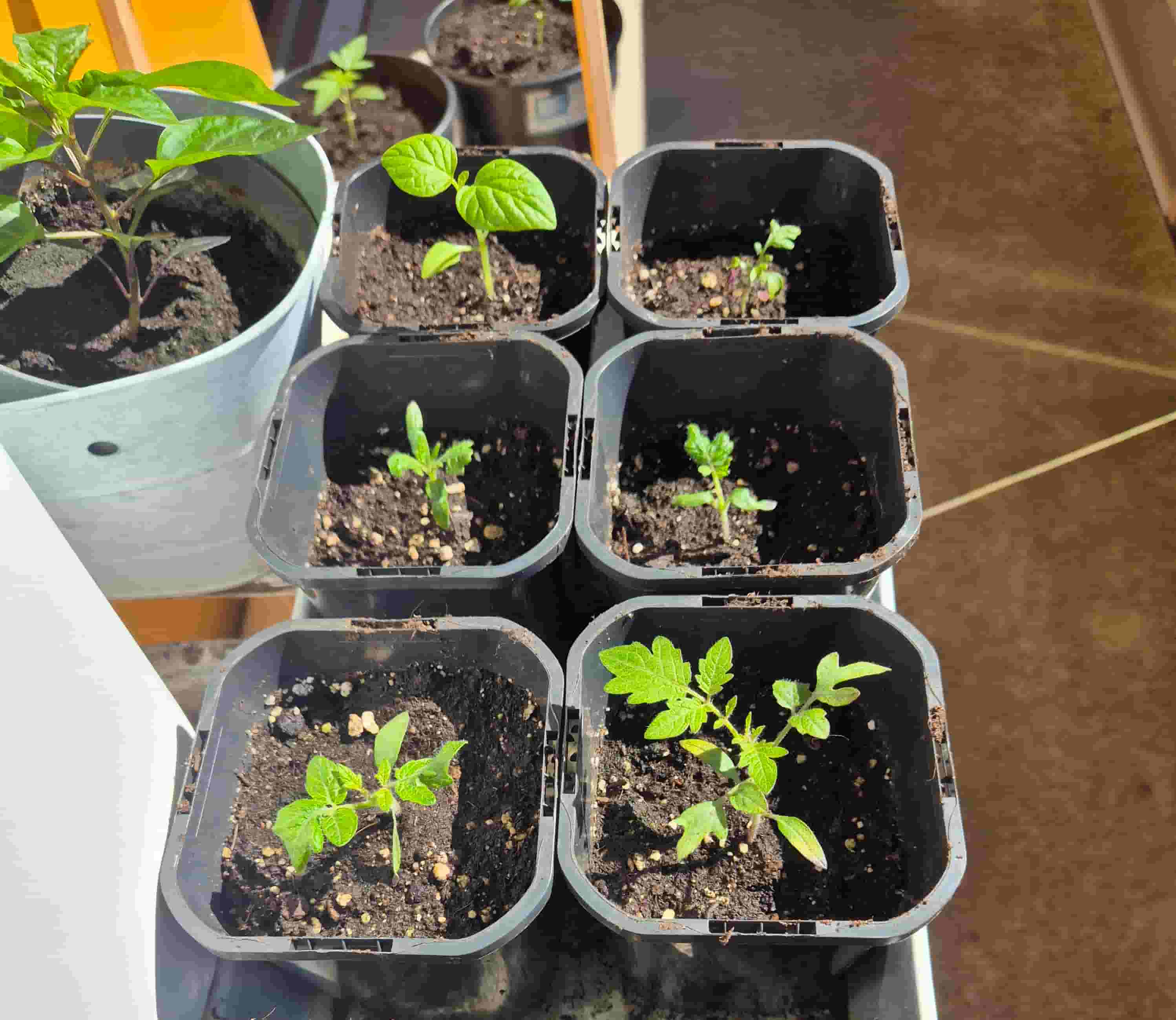 seedlings started in seed-starting mix