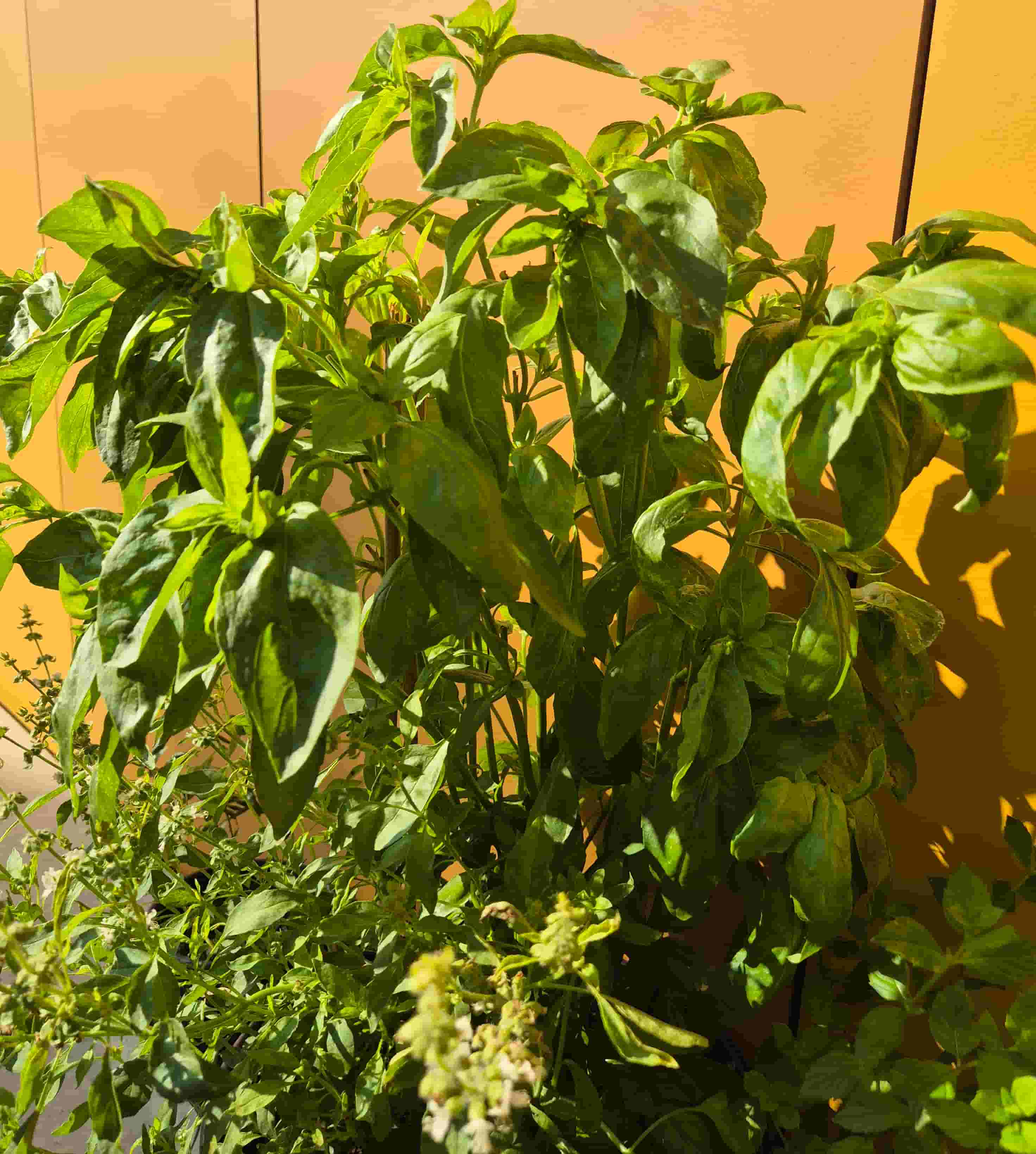 fully grown basil plant