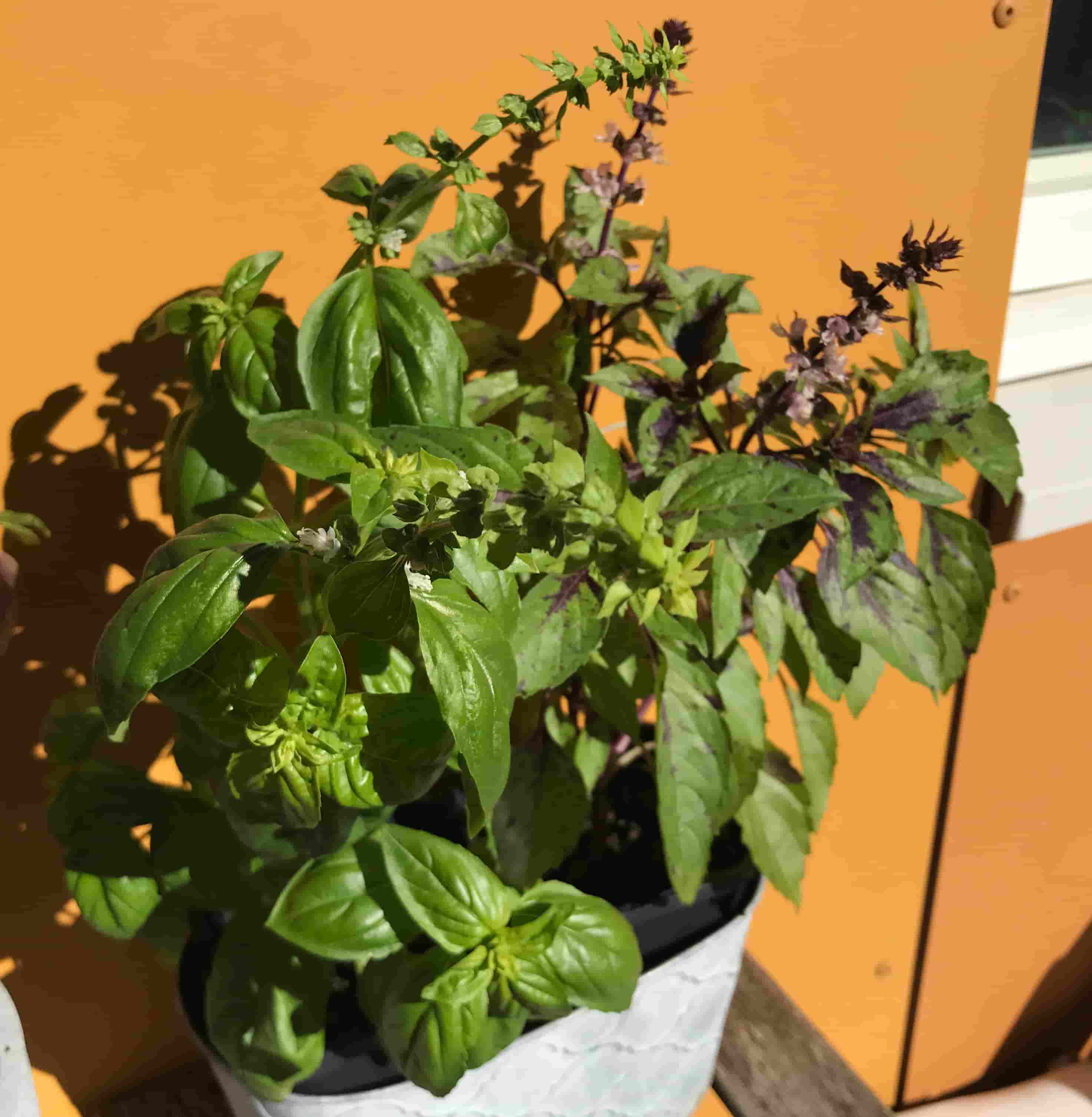 basil flowers at the end of summer
