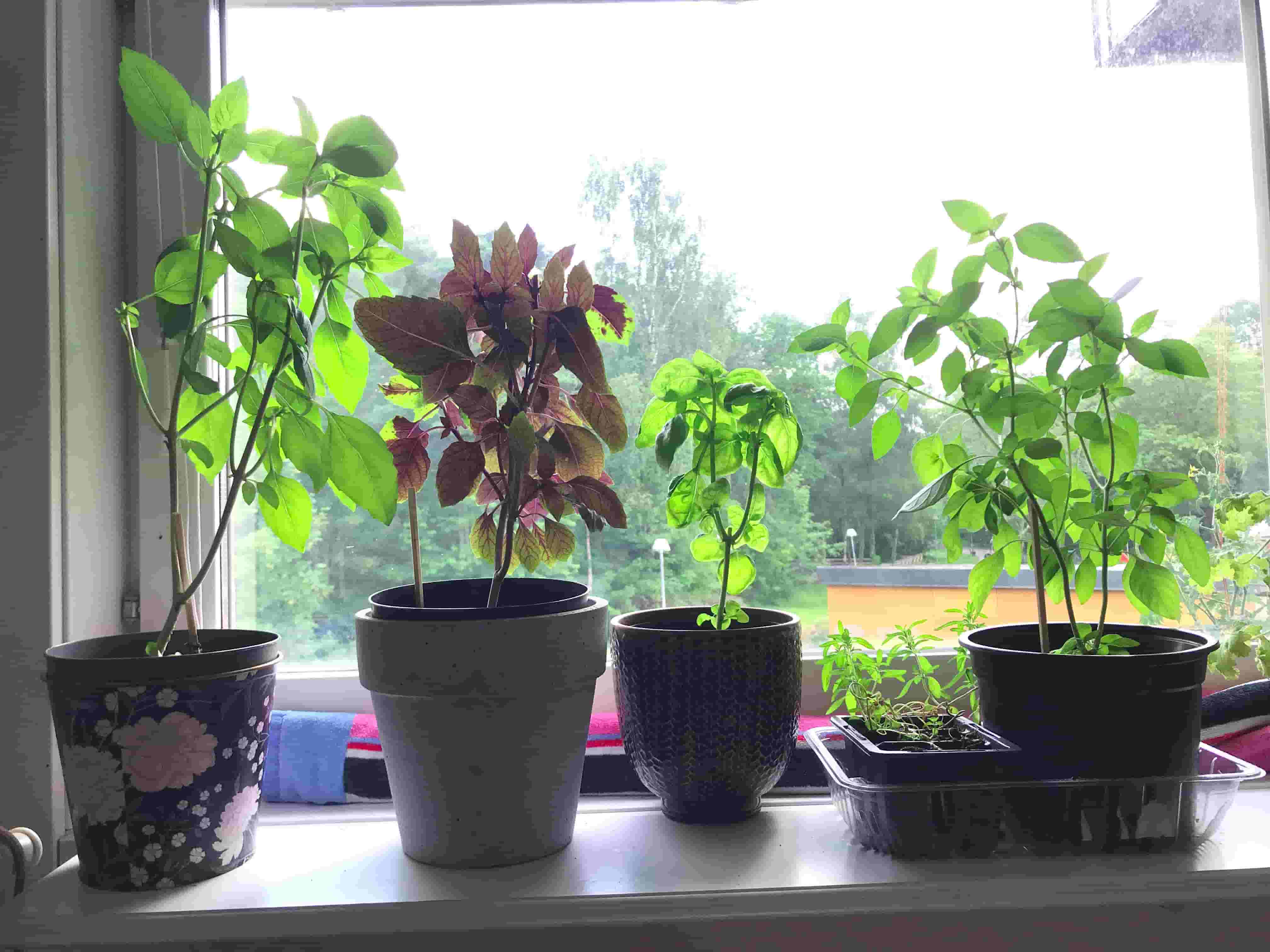 A love letter to Basils