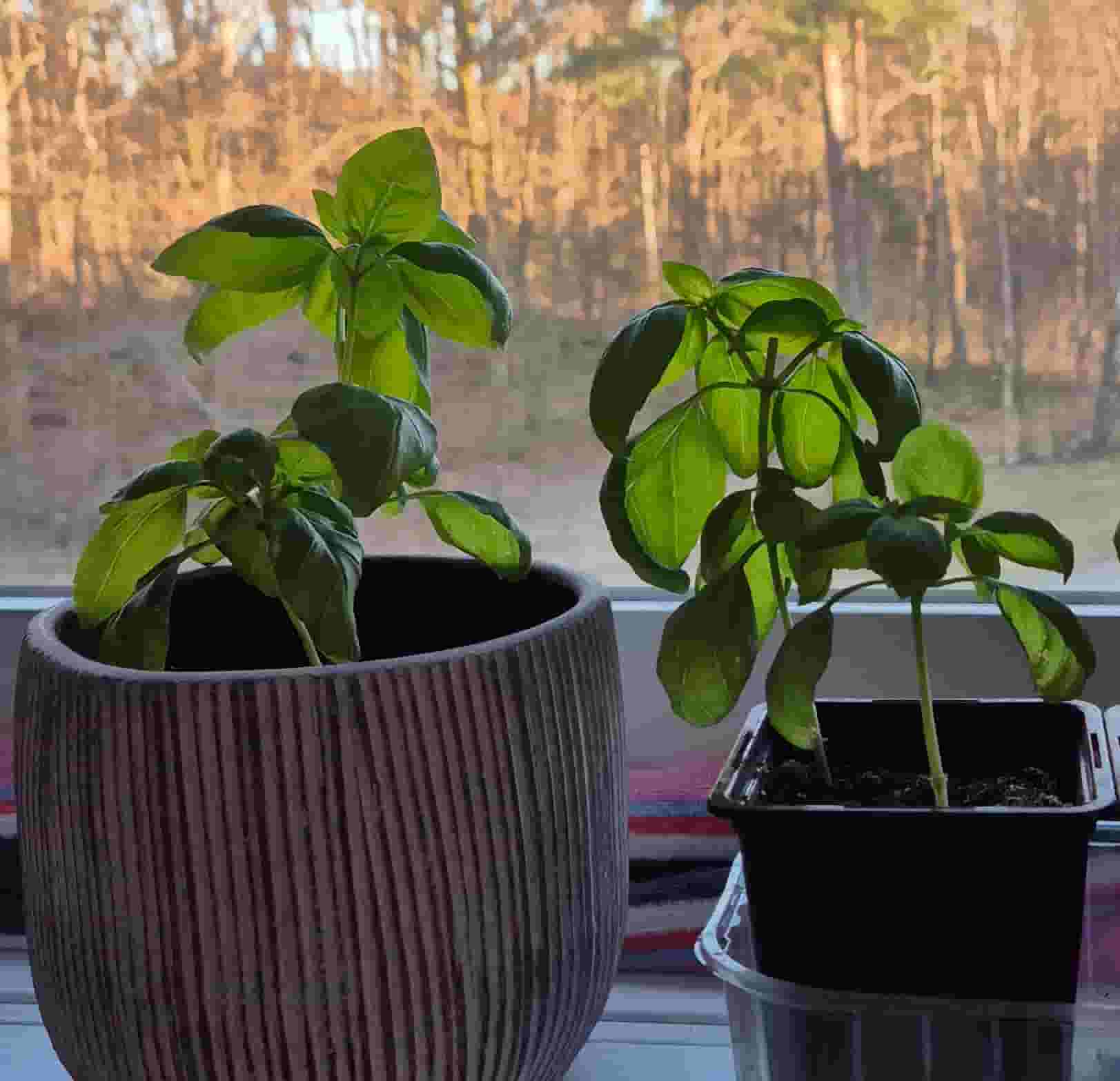 basil propagations