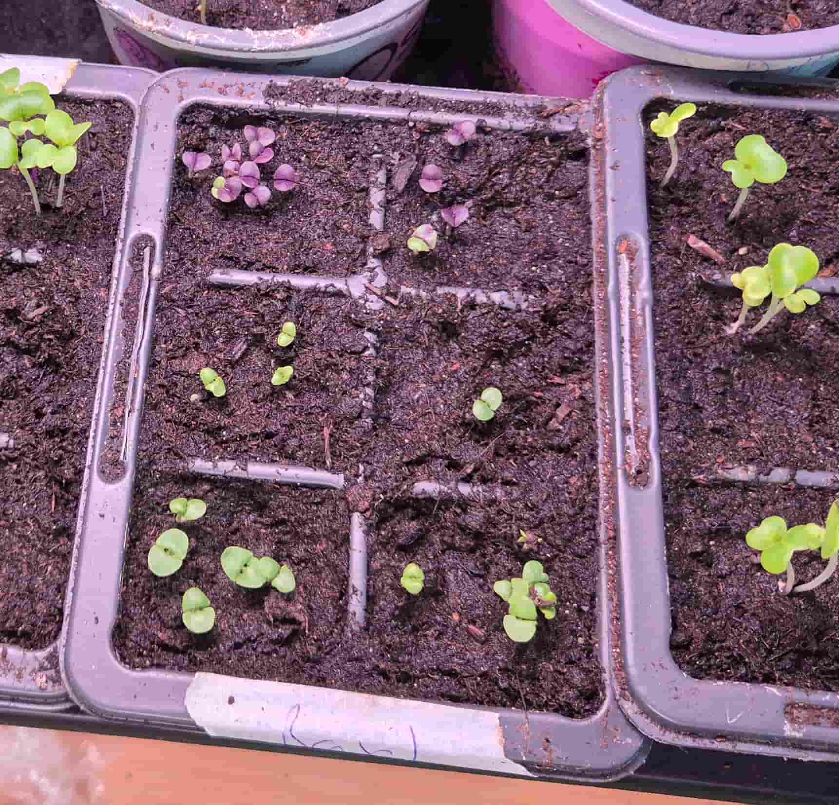 basil seedlings just peaking through the soil