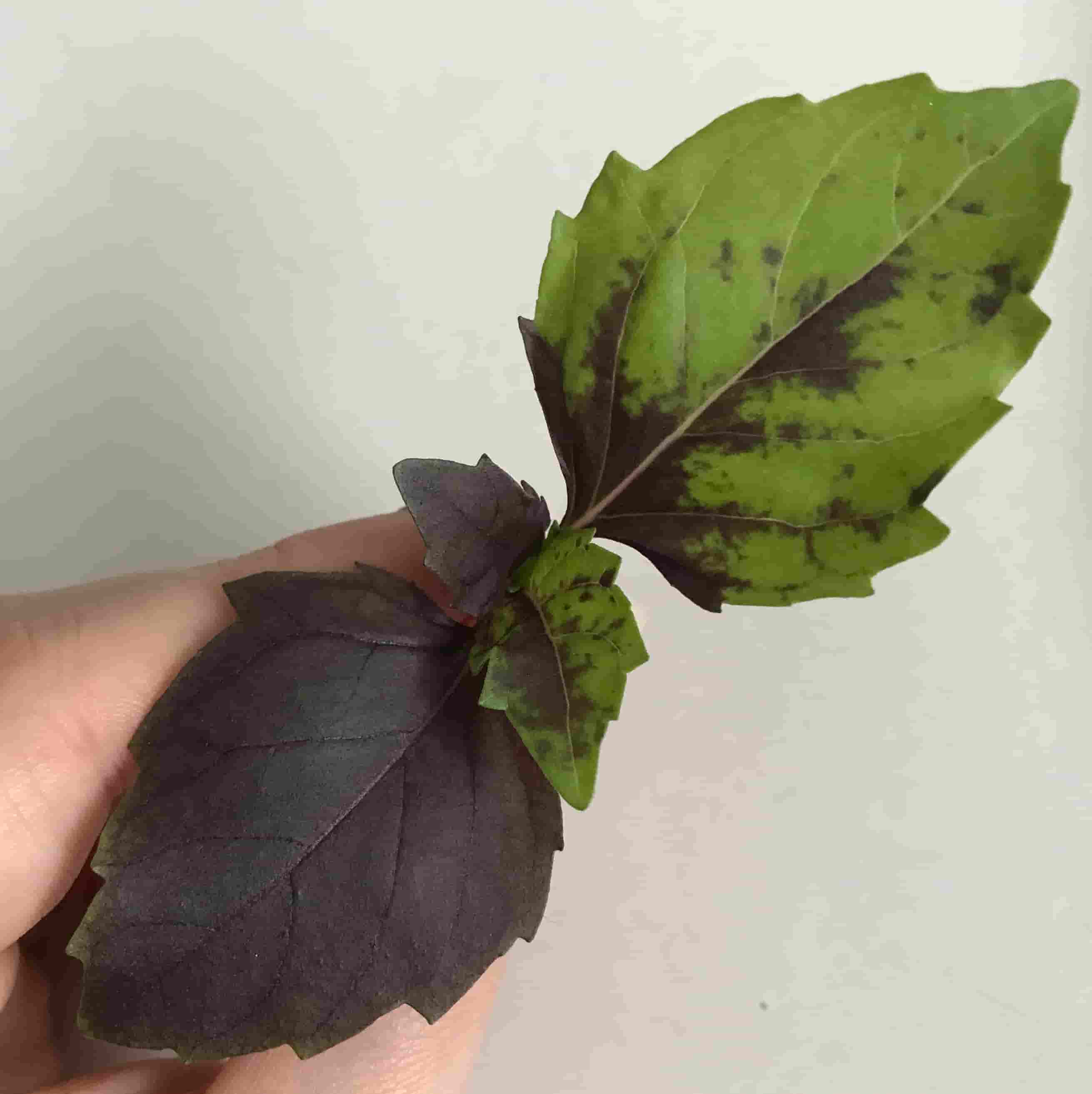 purple basil variegated leaves