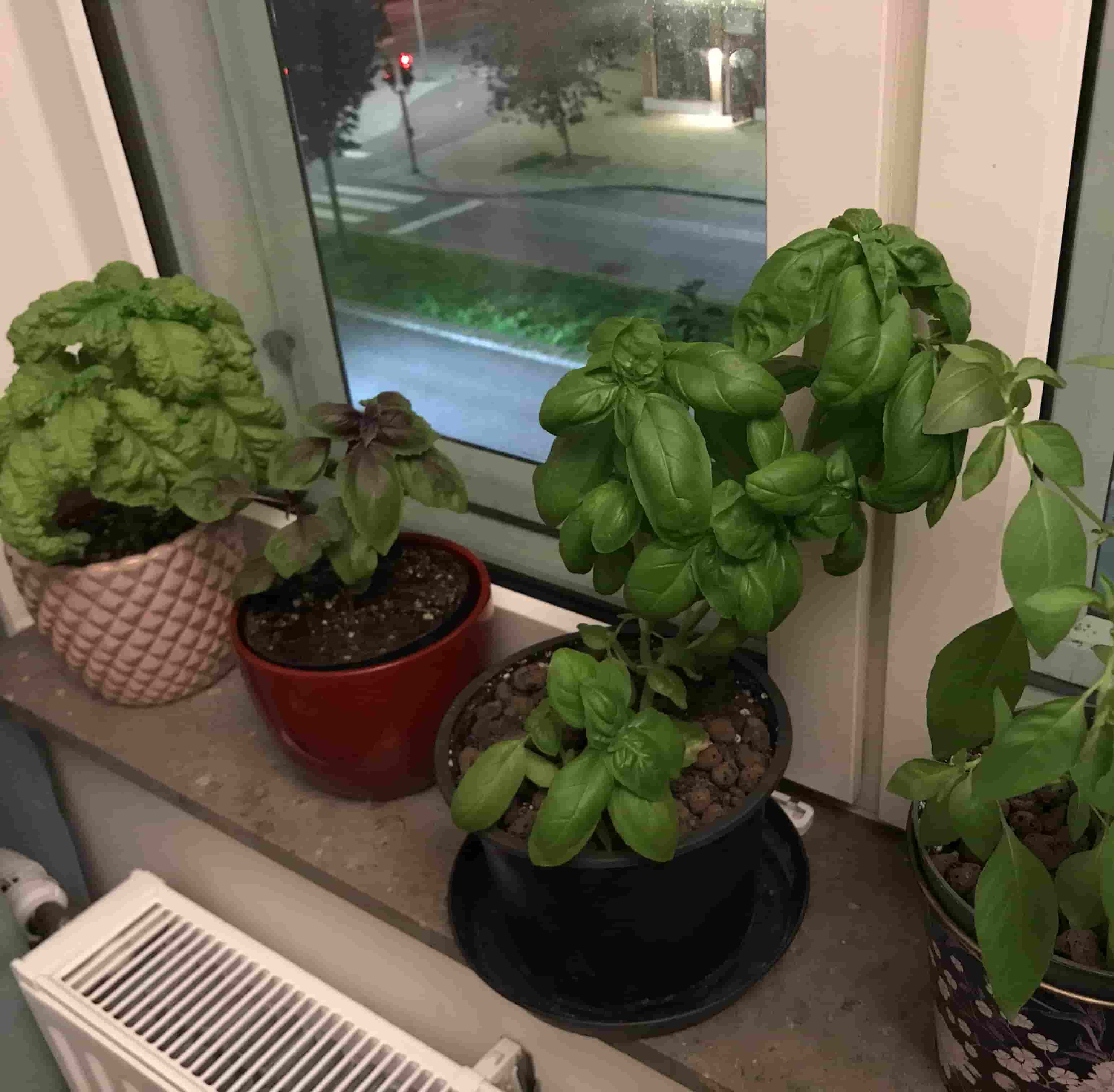 four different basil varieties