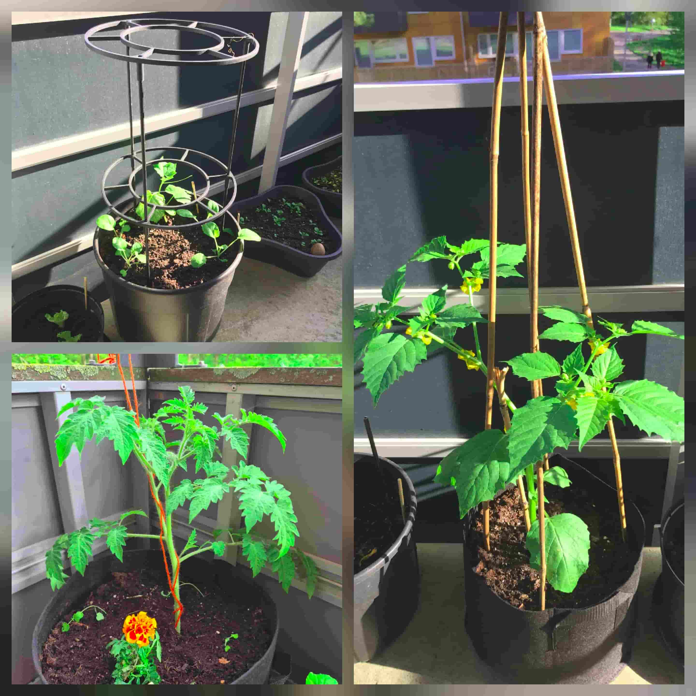 examples of different support types for your plants