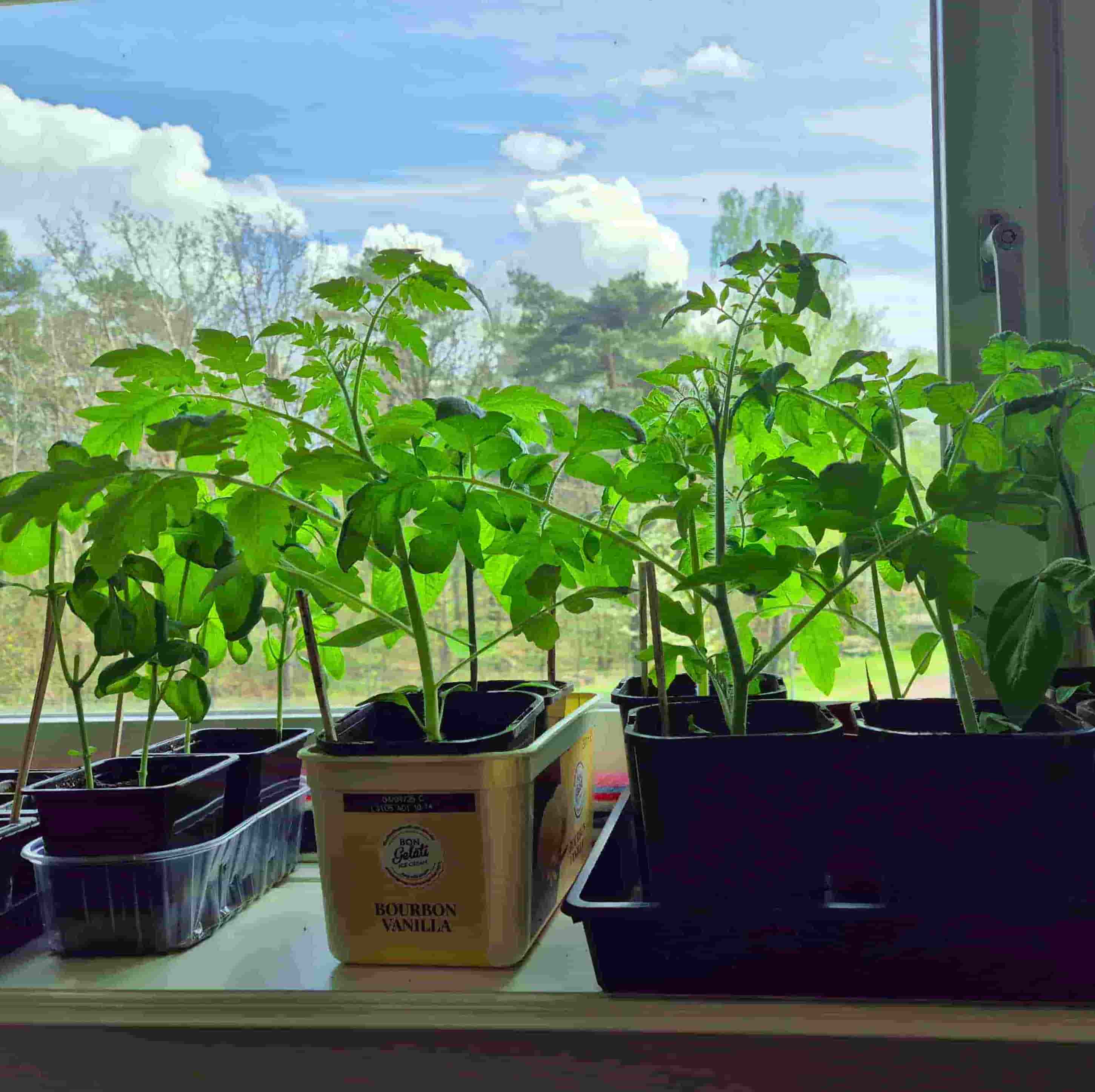 seedlings in a sunny windowsill