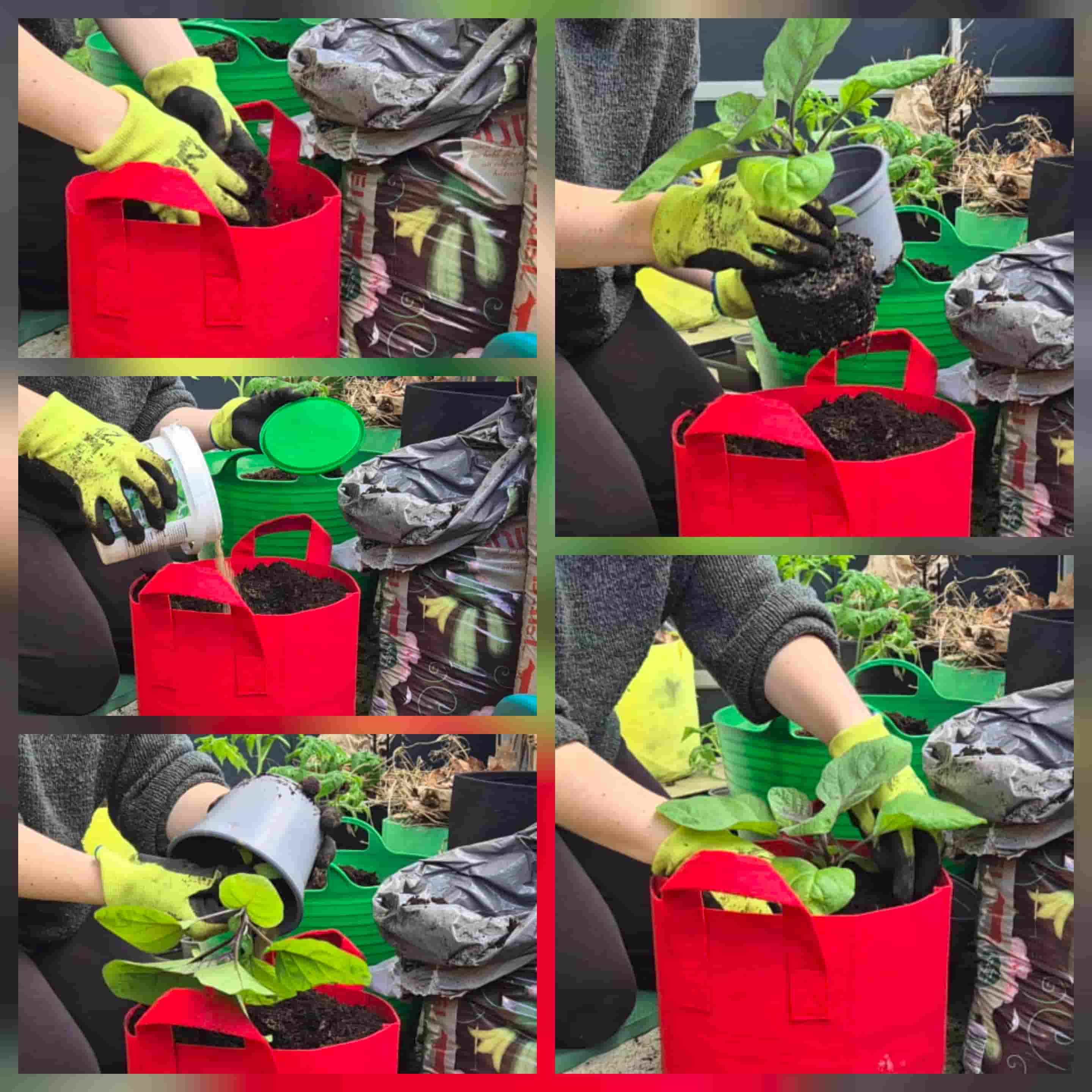 steps for repoting seedlings outside