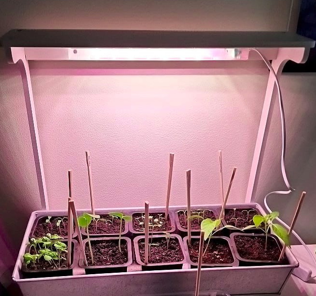 seedlings under grow lights right after sprouting