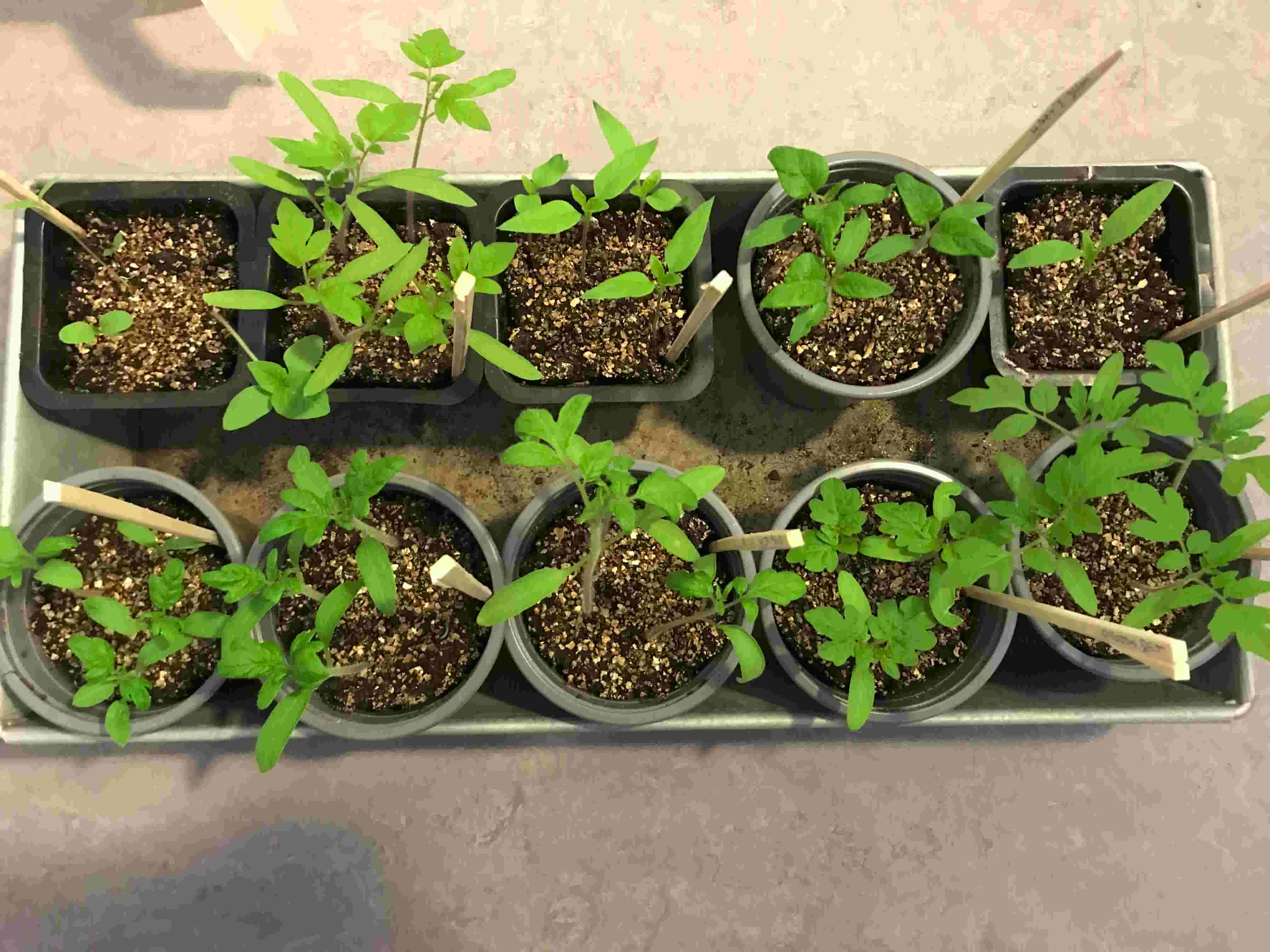 Babying your sprouts into plant adulthood