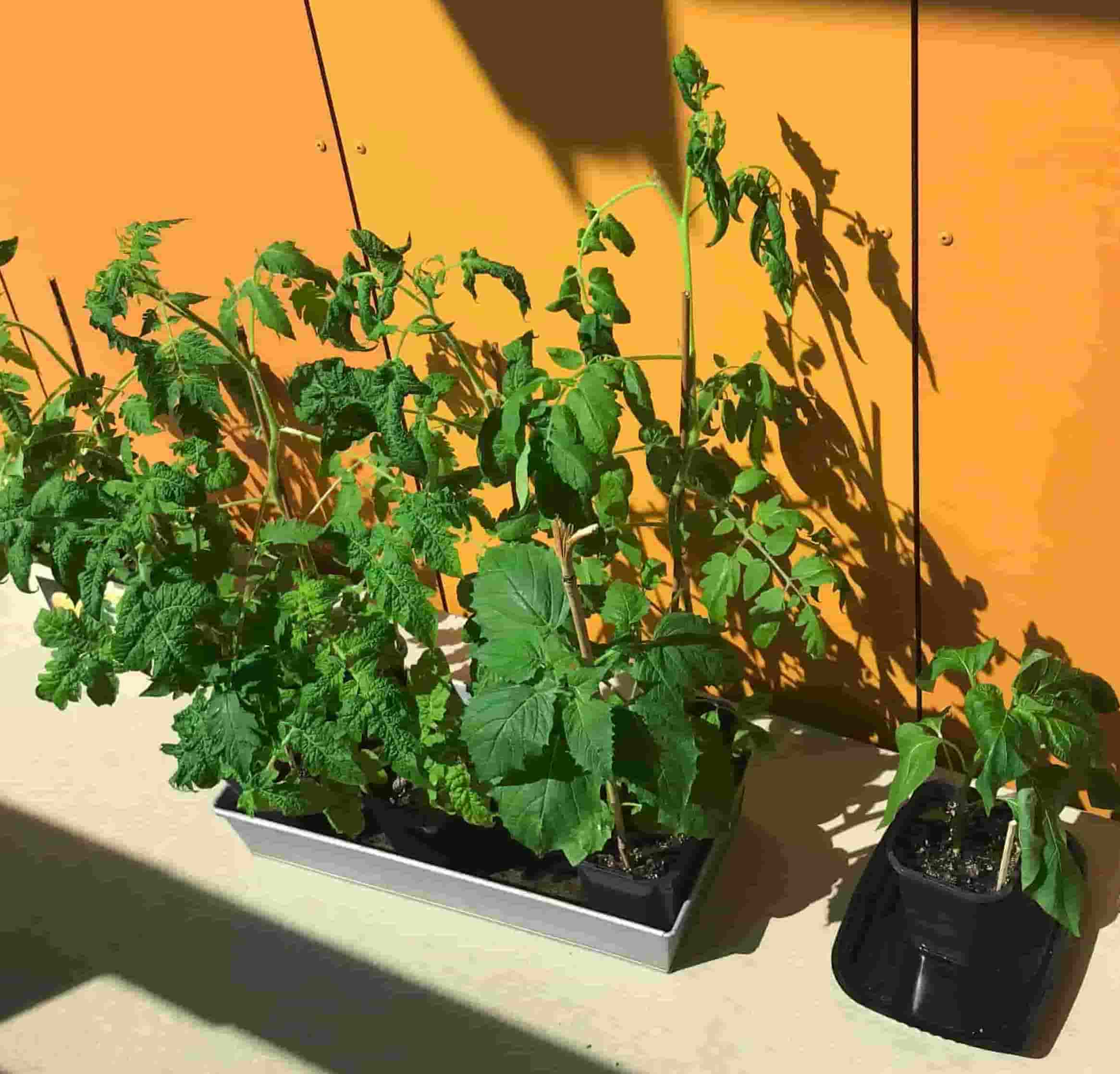 acclimatization of seedlings to the outside elements
