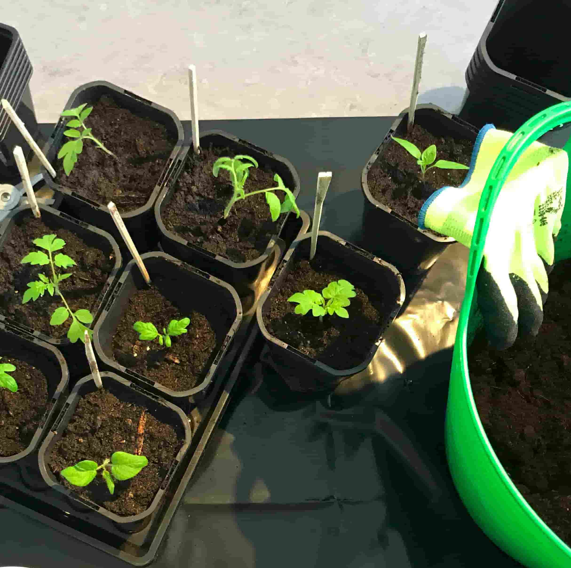 repoting process for each seedling into individual pots