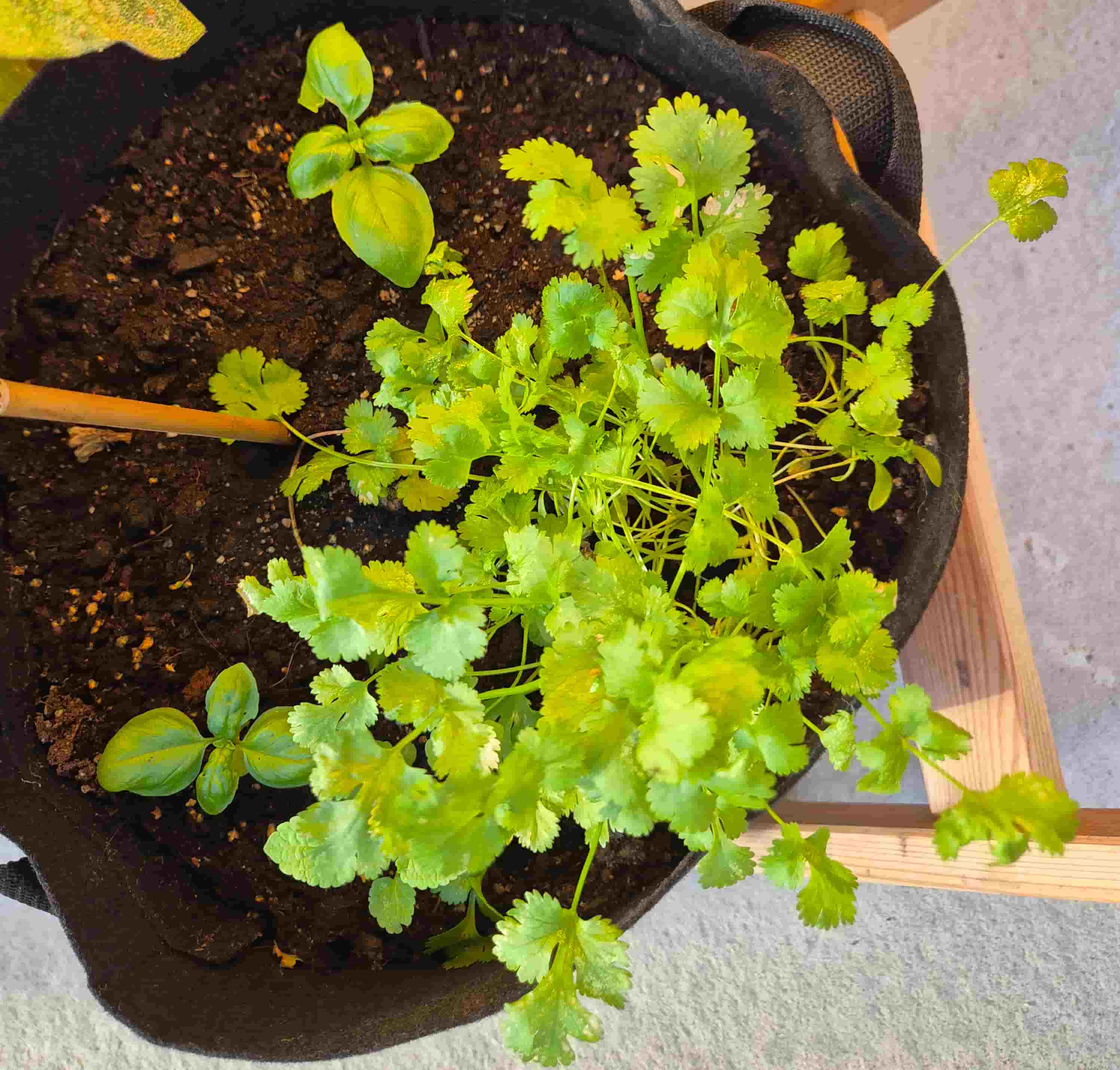 overwintered coriander