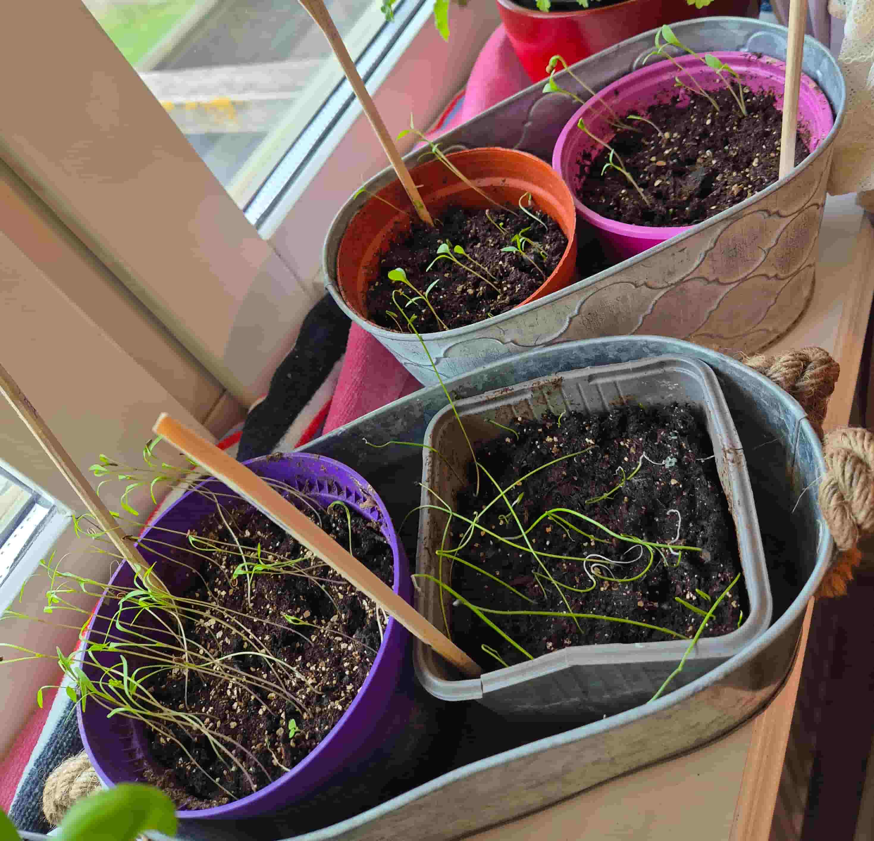parsley, coriander and dill sprouts in soil