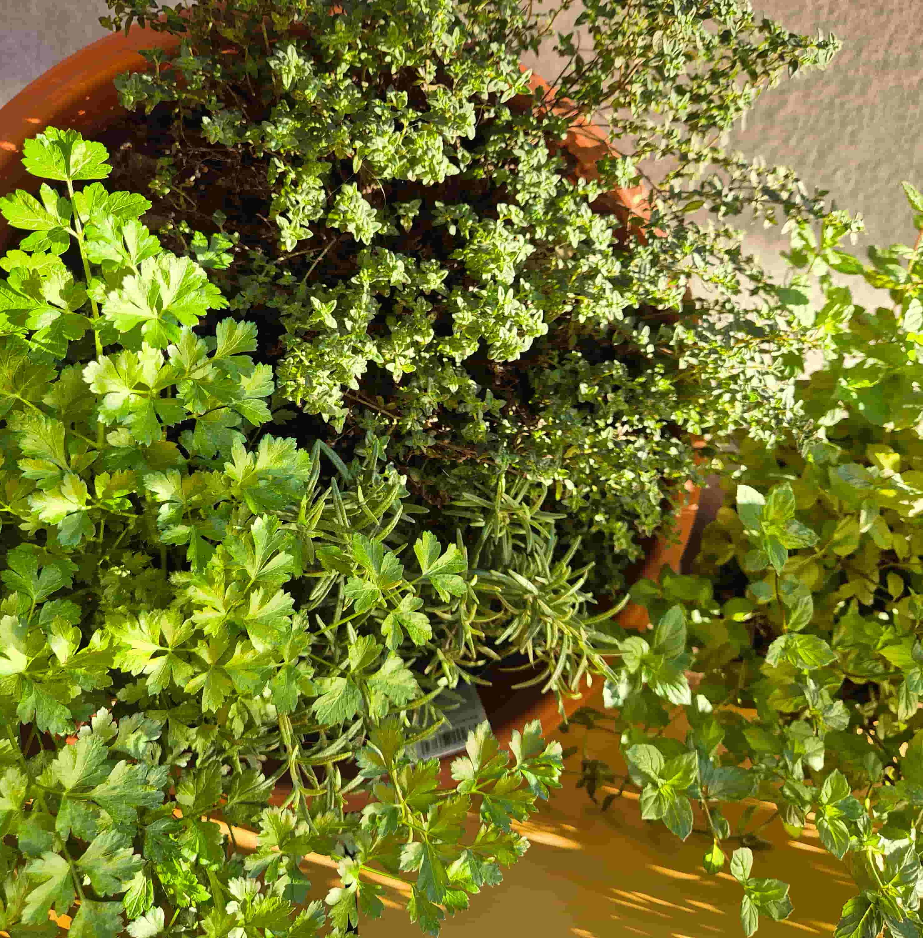 parsley, thyme, rosemary and mint