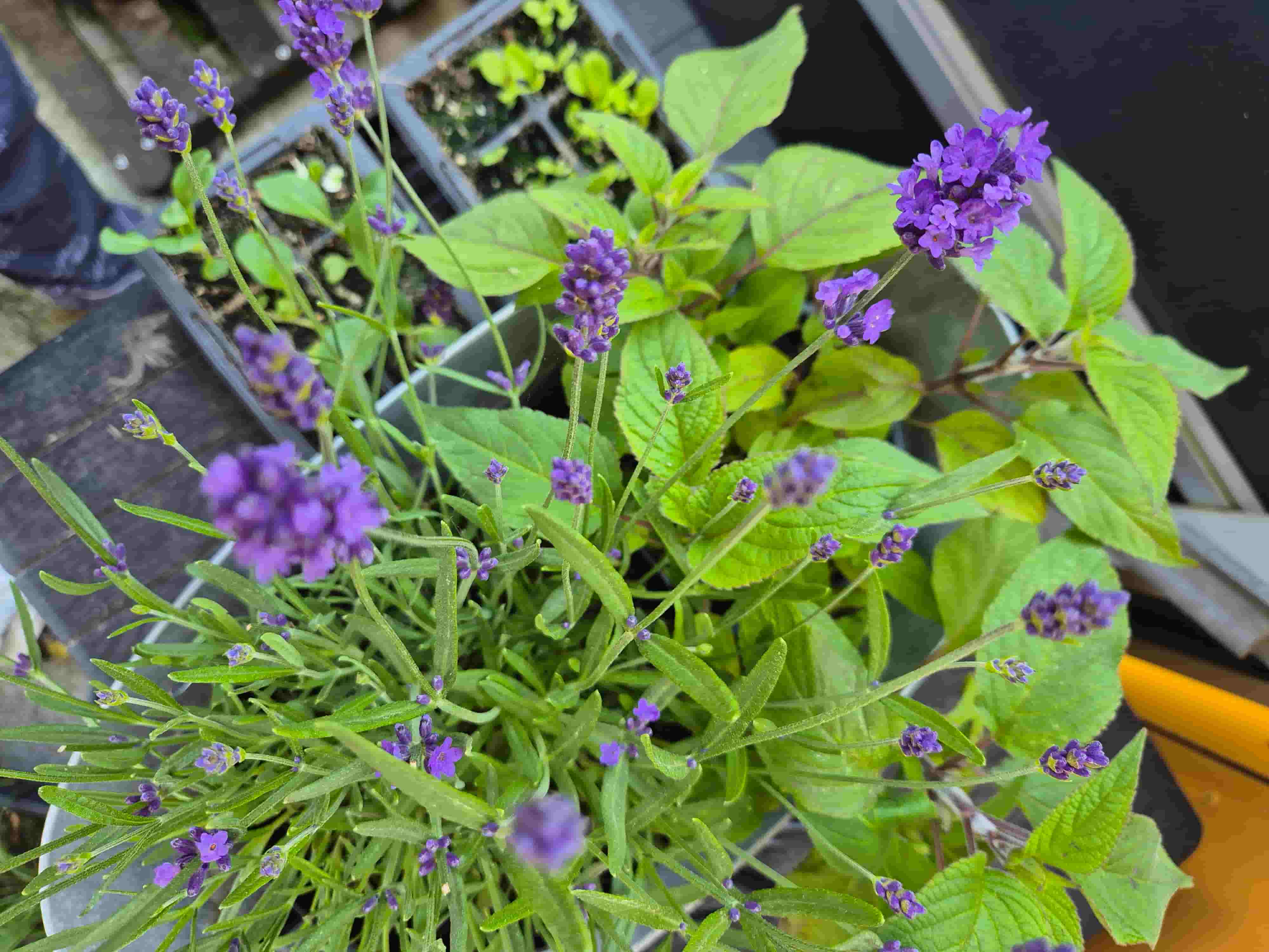 Herbs, a delicious pain in my ass