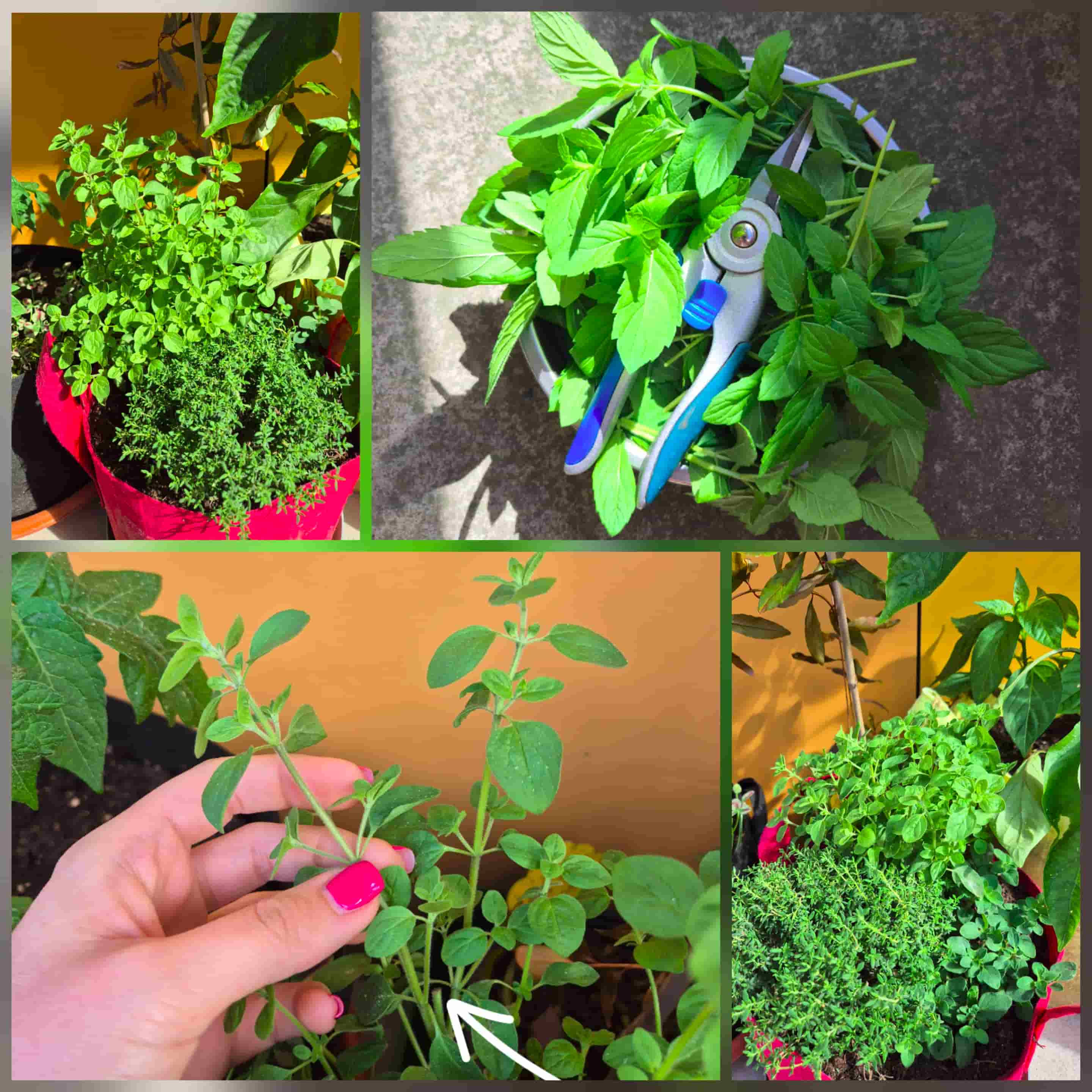how to prune your herbs