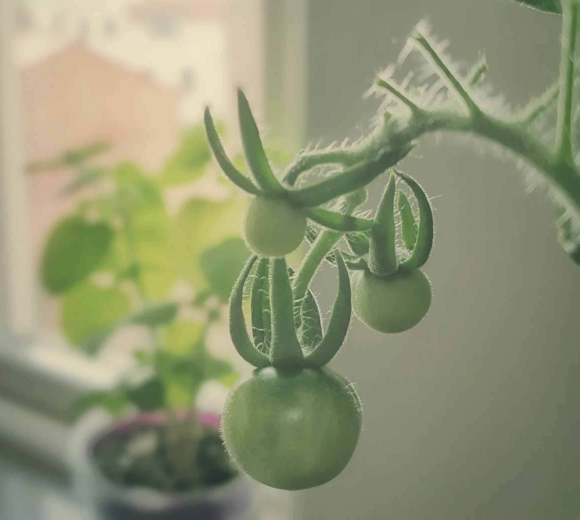 the first baby tomatoes