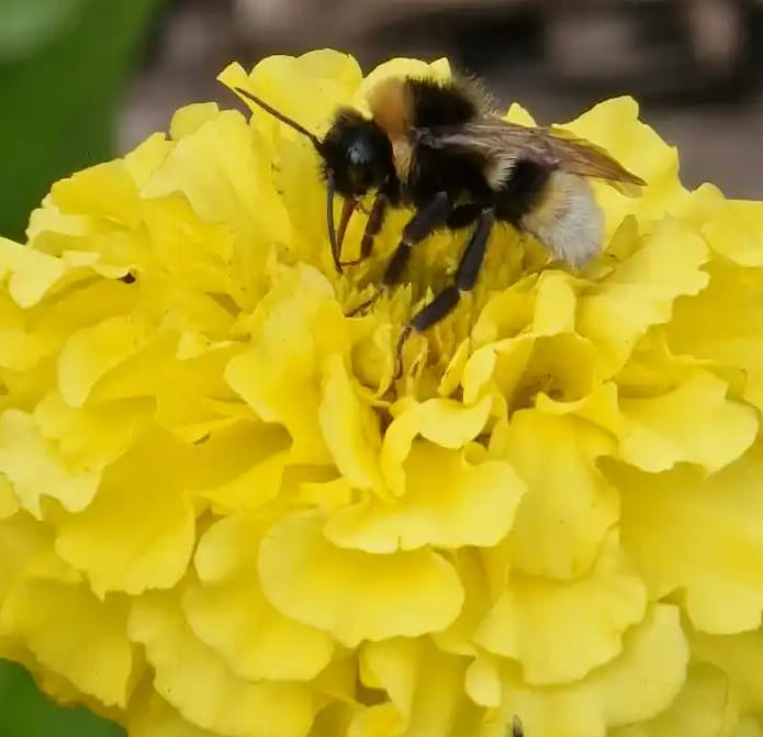 bee pollinating a Marigold flower