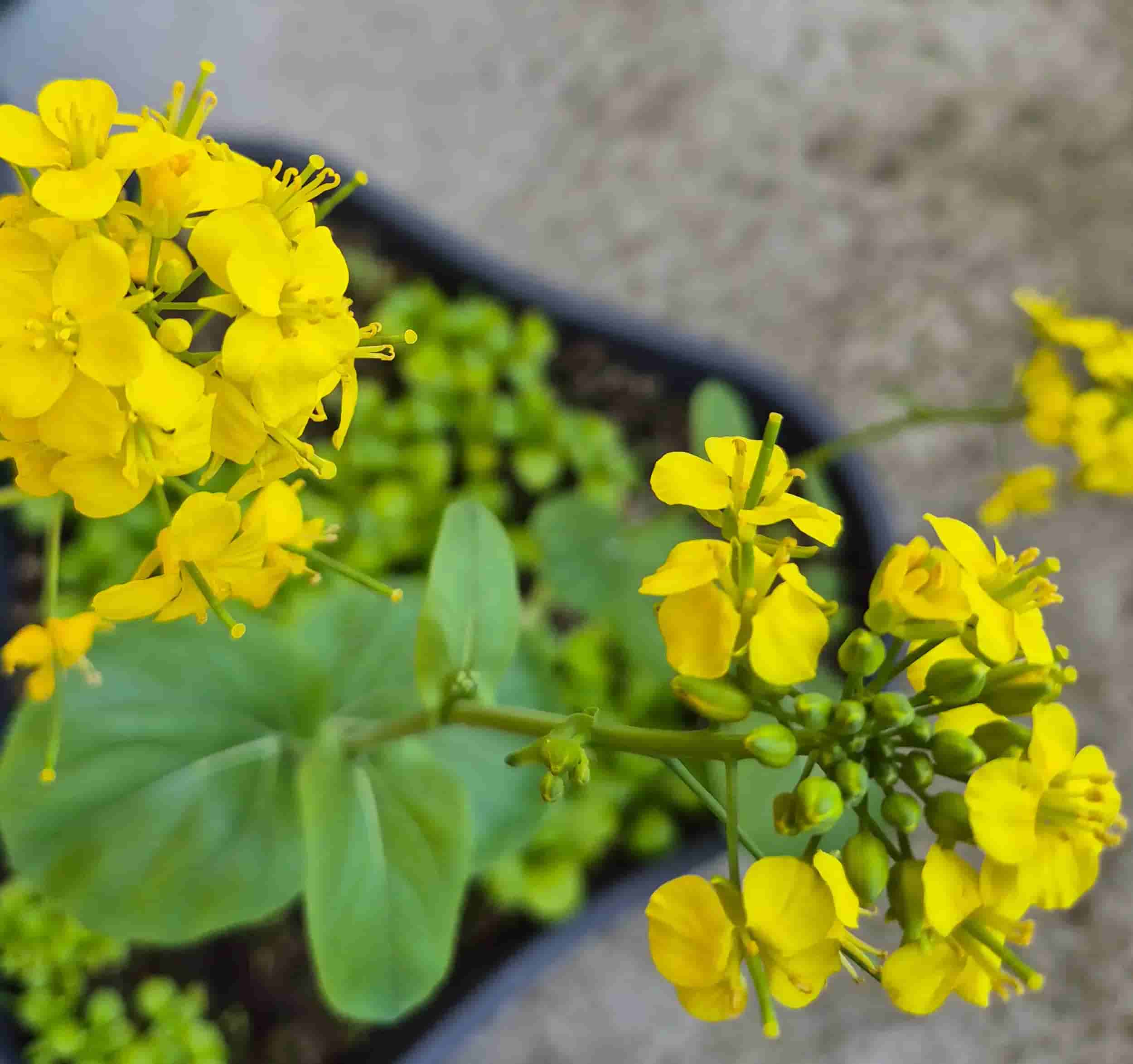Pak Choi yellow flowers