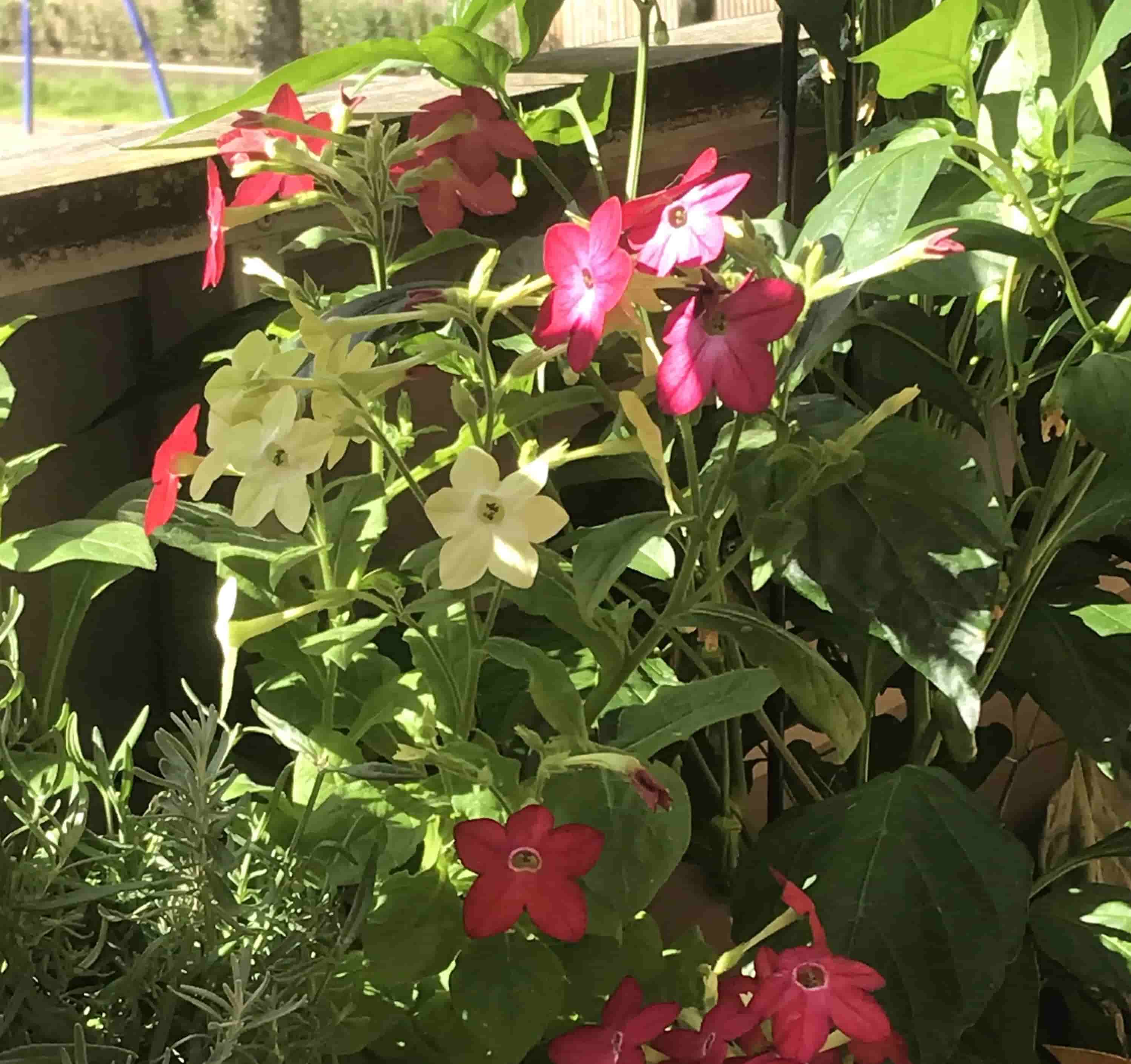 tobacco flowers in different colors