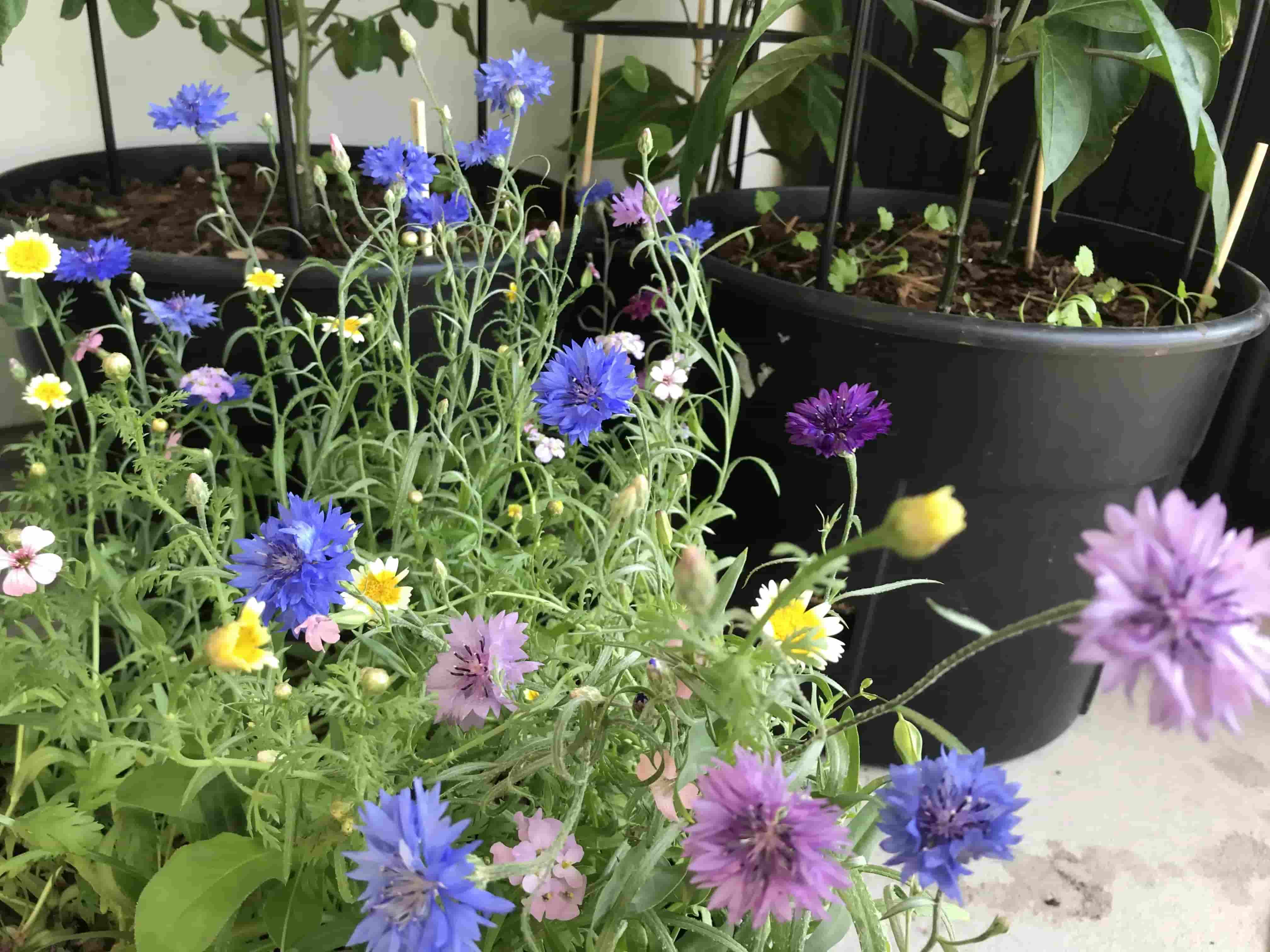 My flowers bring all the pollinators to the yard