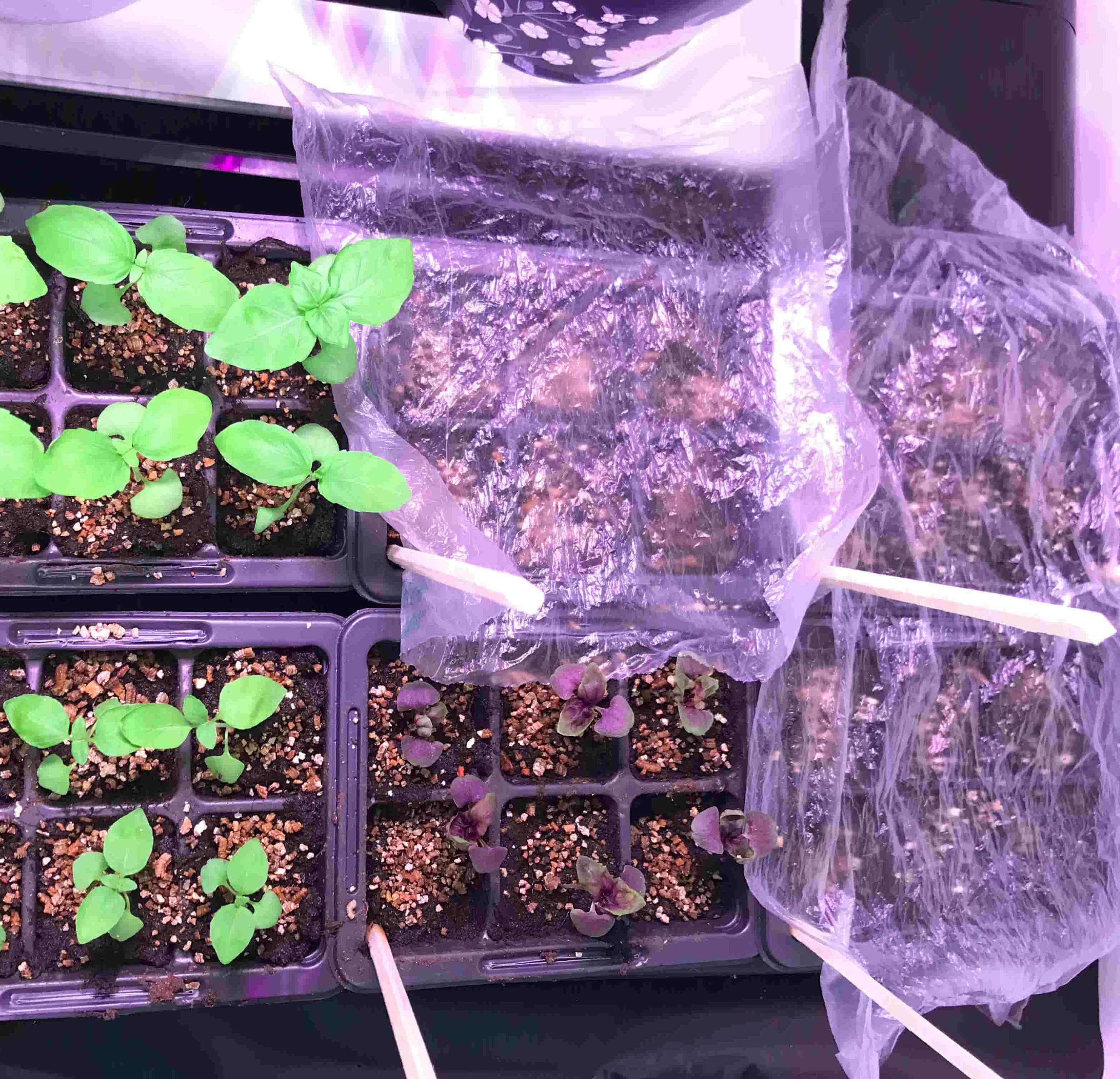 basil sprouts next to plastic covered pots