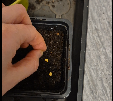 planting the seeds in the pots