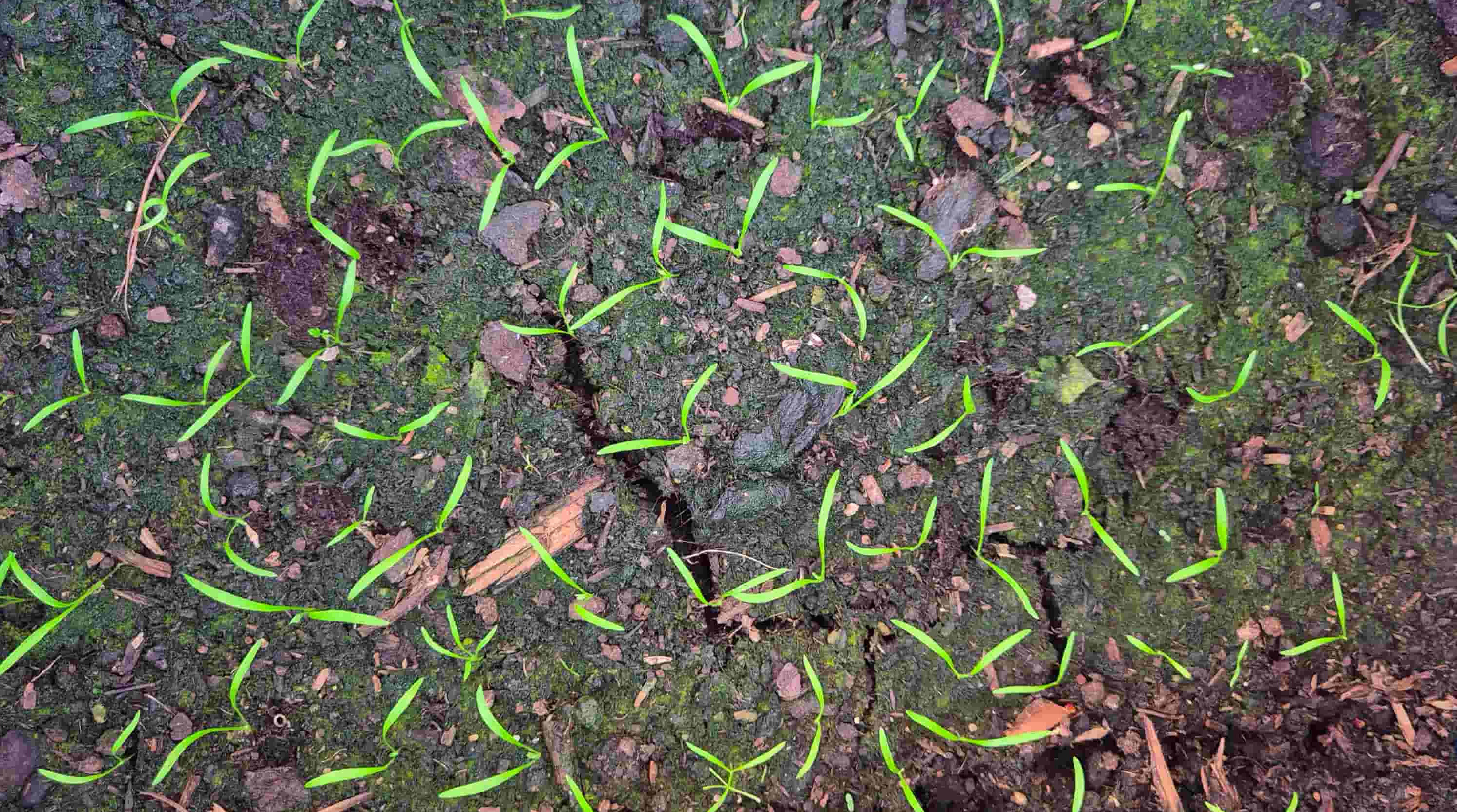 Seed Starting 101