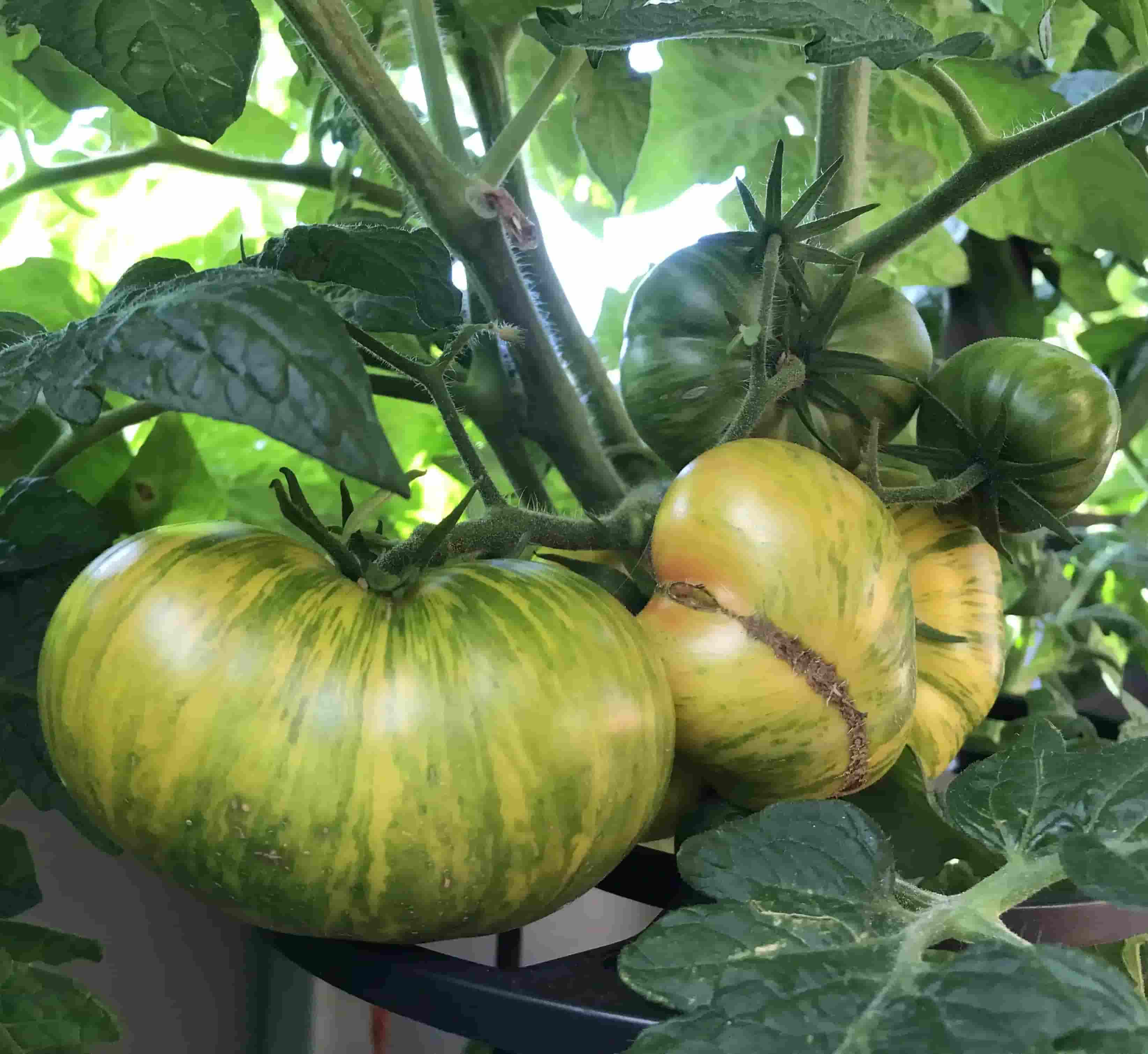 dwarf tomato variety confetti