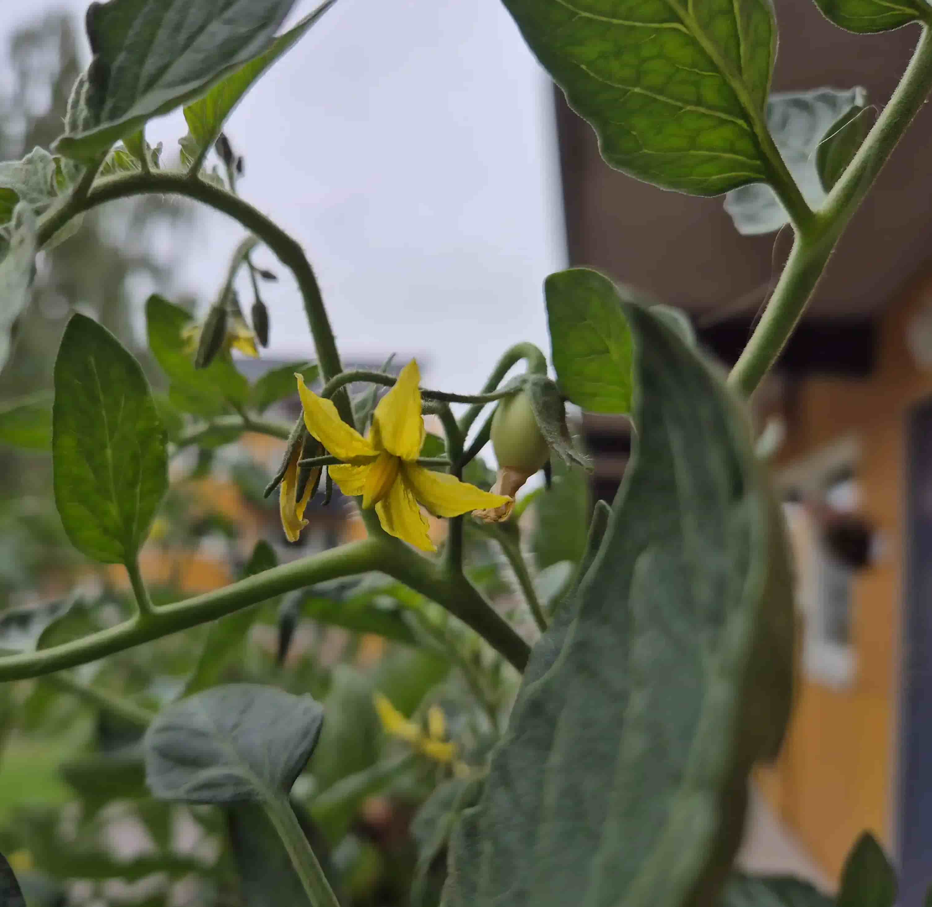 tomato flowers
