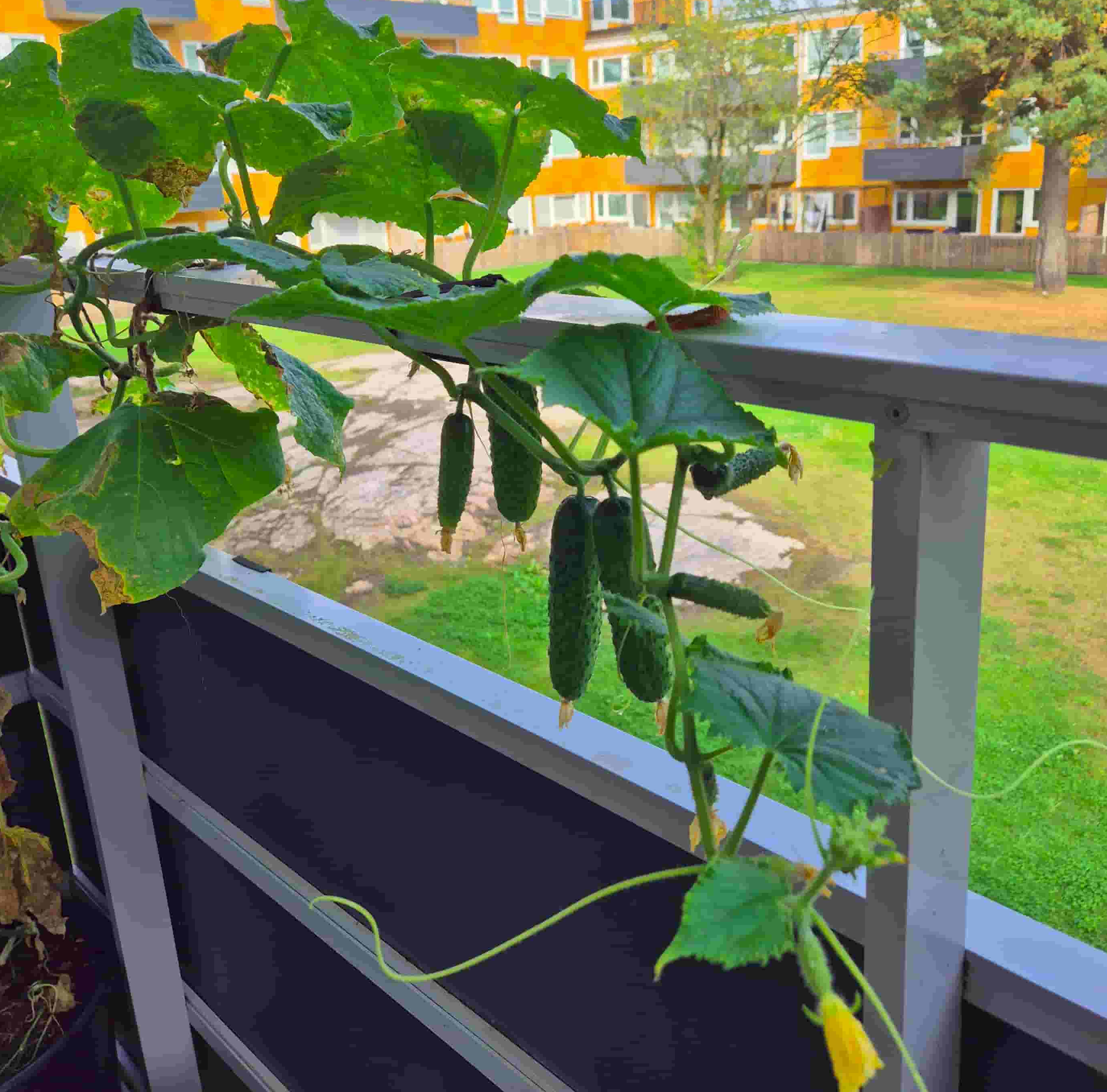 Cucumbers dangling from the balcony
