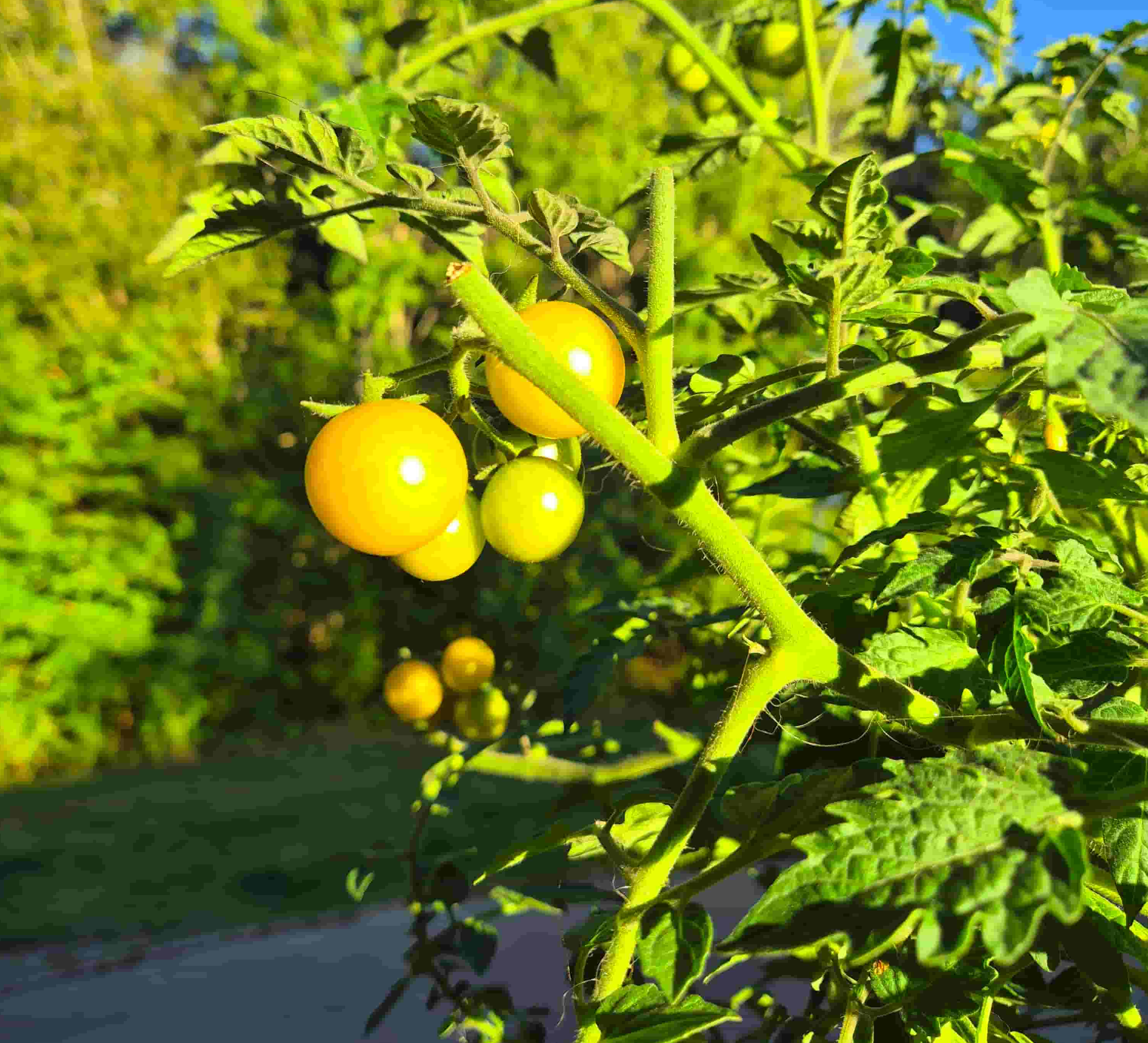 Yellow honey drop cherry tomato variety