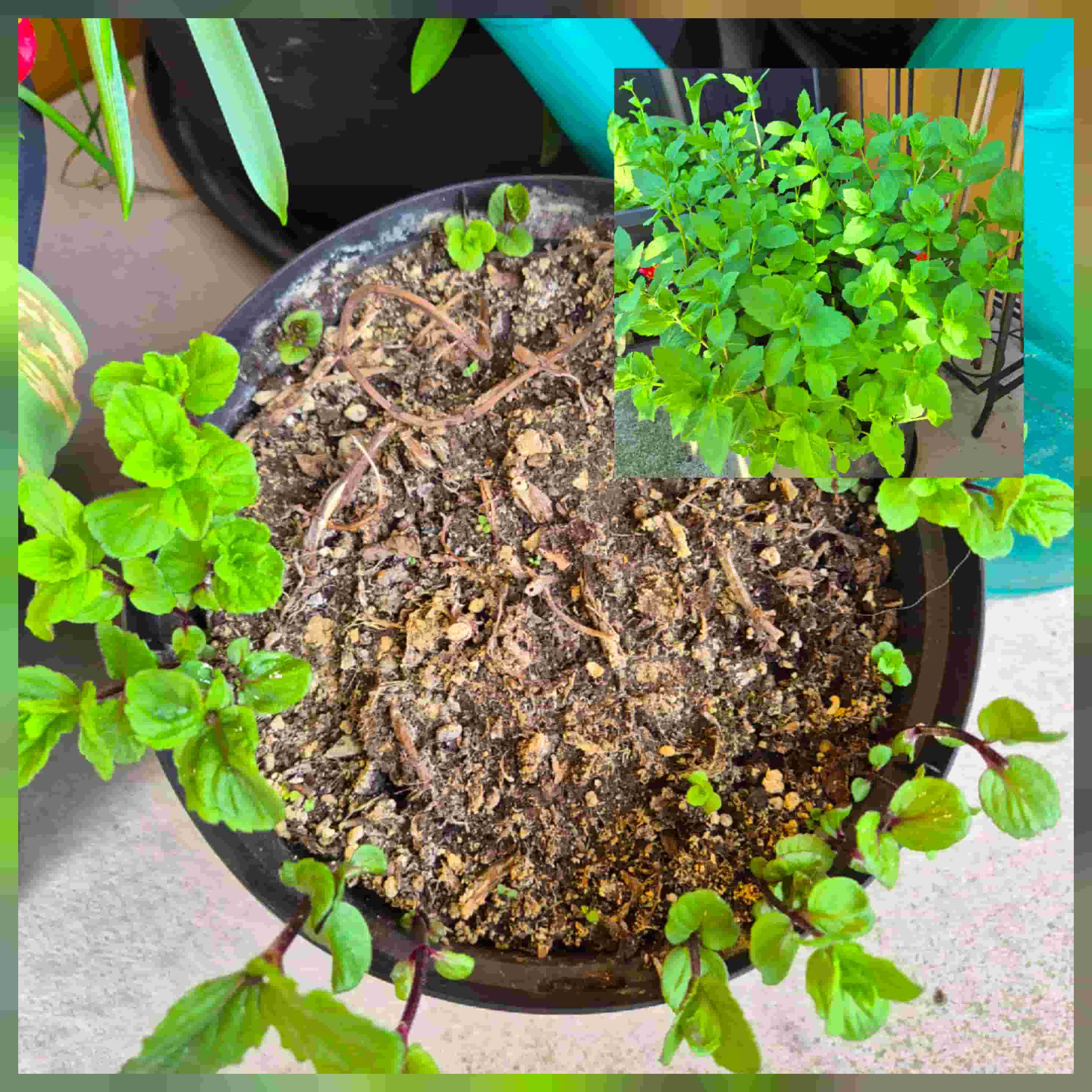 mint sprouting after winter, and fully grown mid summer