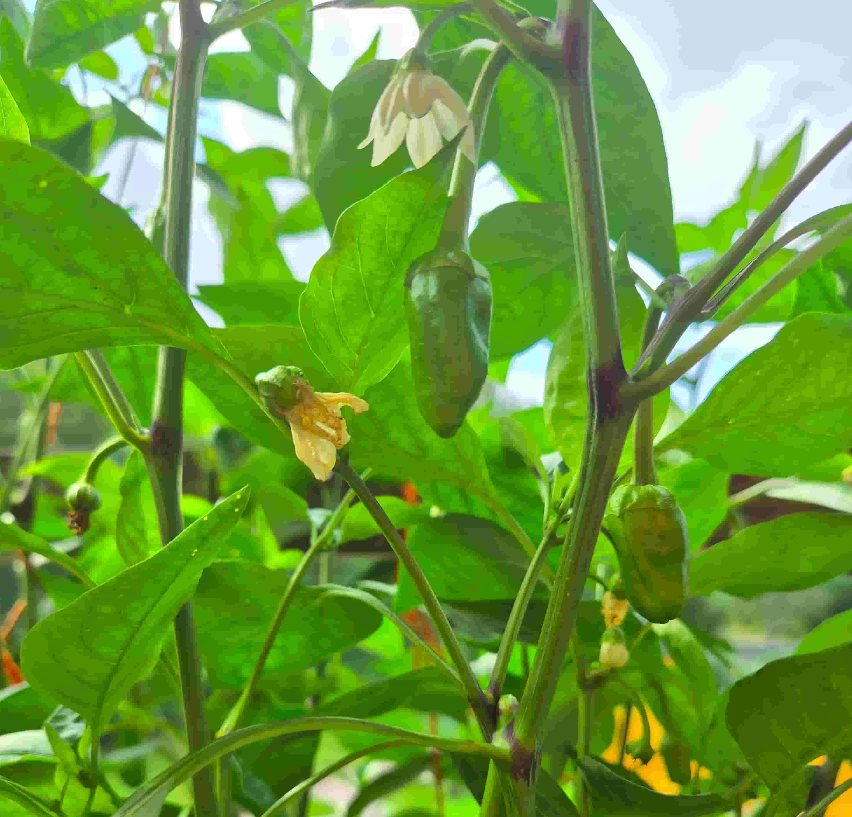 padron peppers on the plant