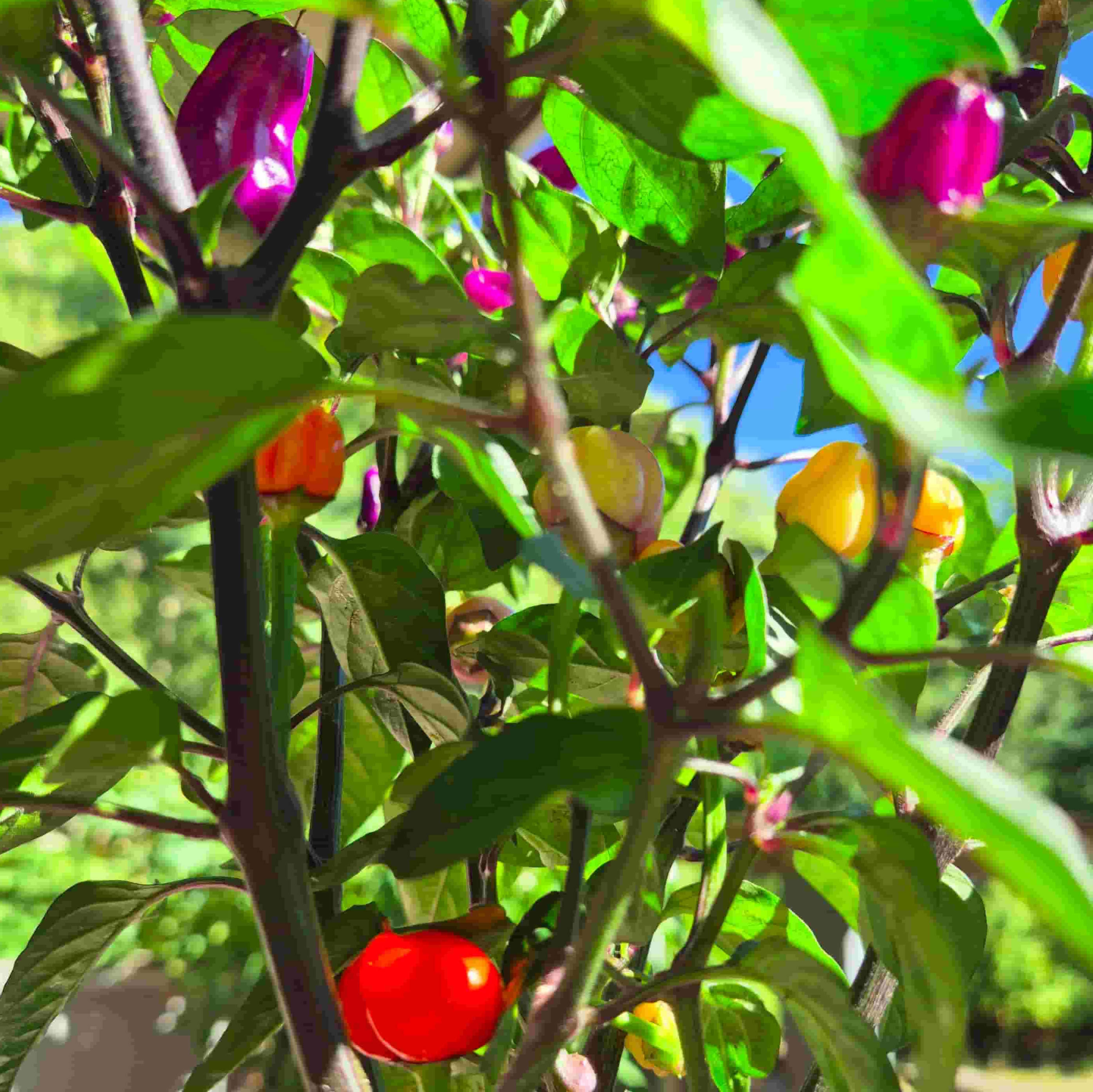 trinidad purple chilly peppers on the plant