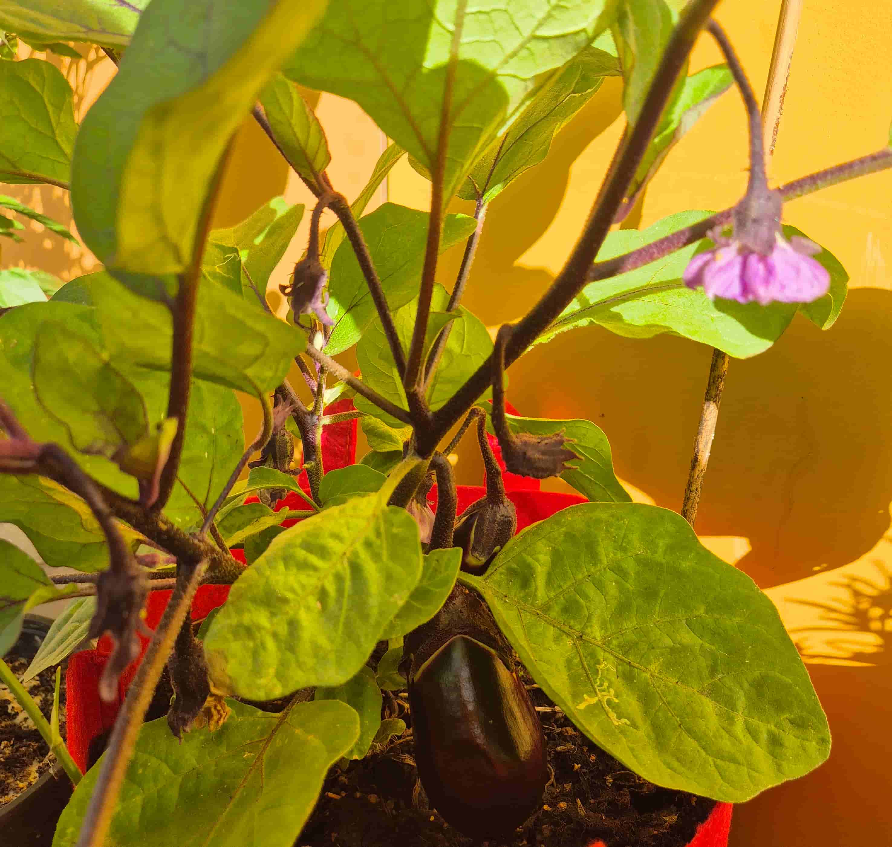 aubergine plant flower and small fruit