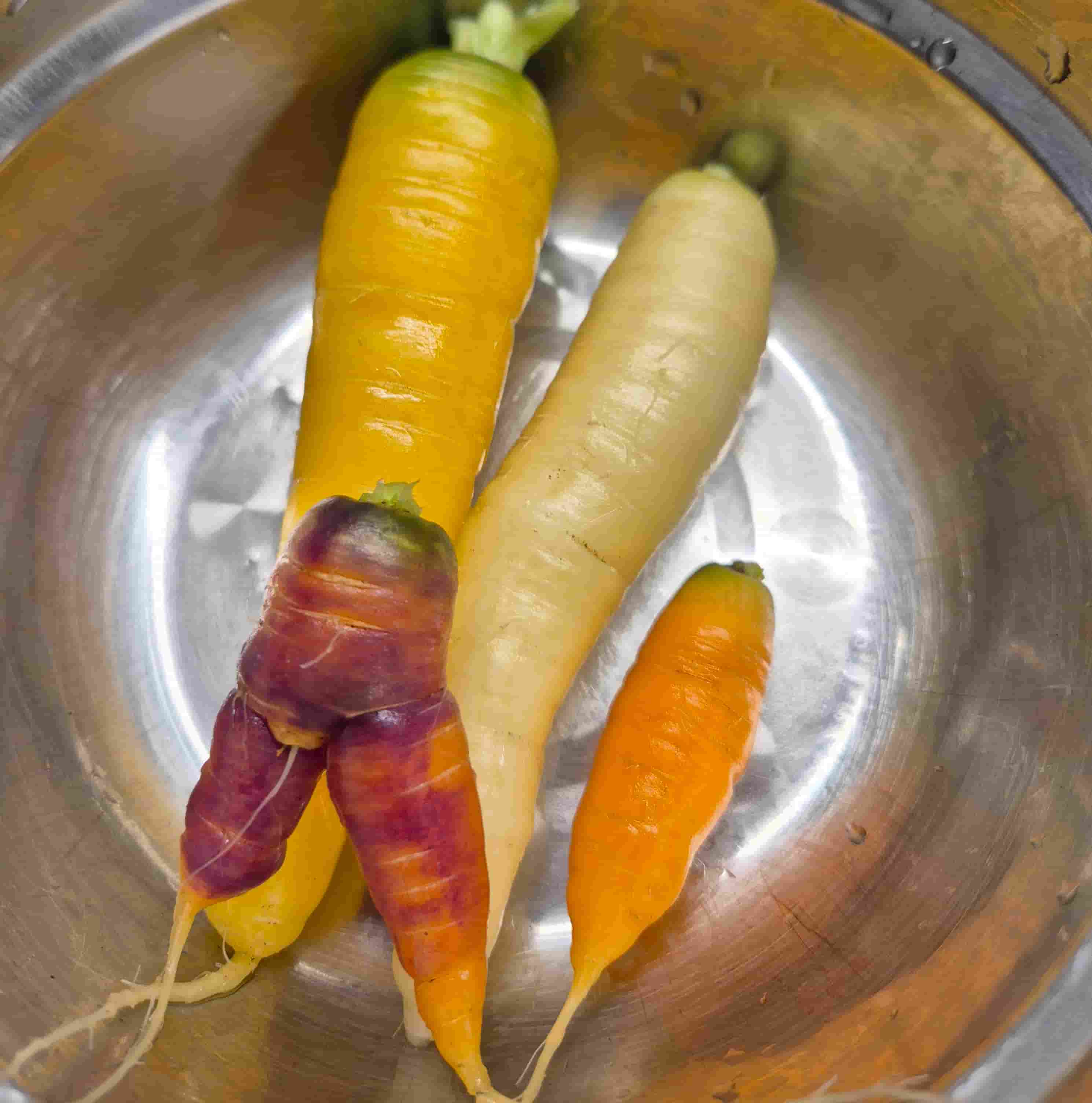 carrots in different colors