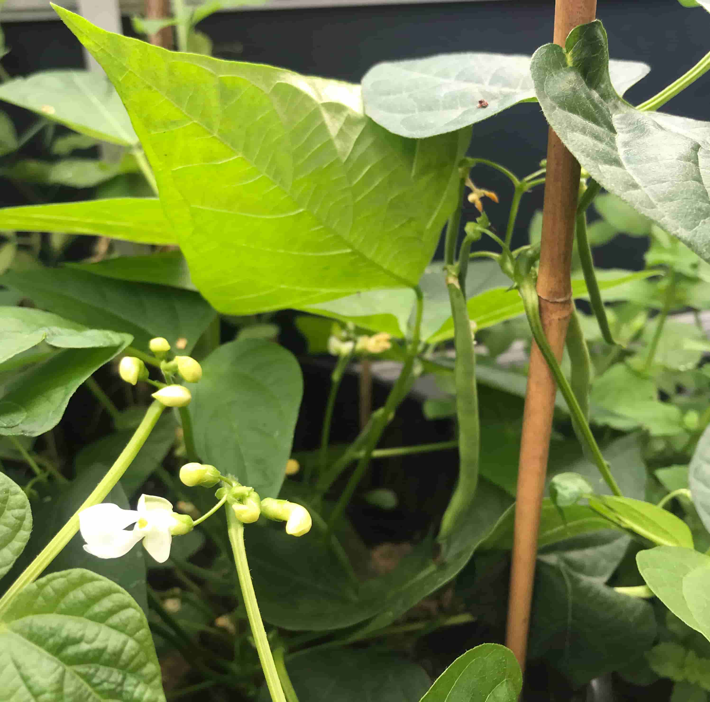 bushy green bean variety