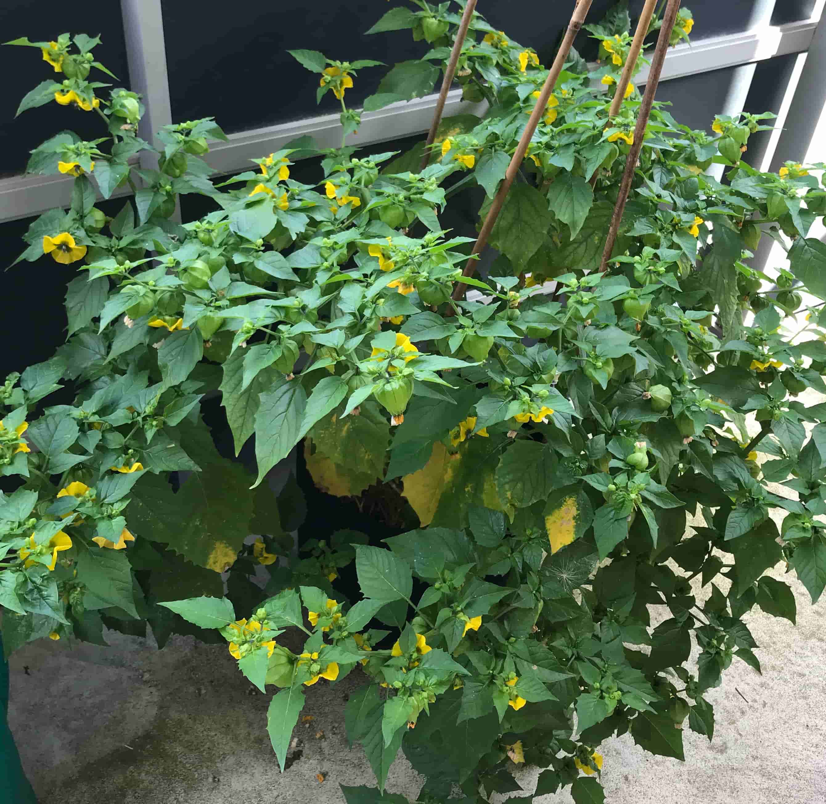 physalis plant at the end of summer