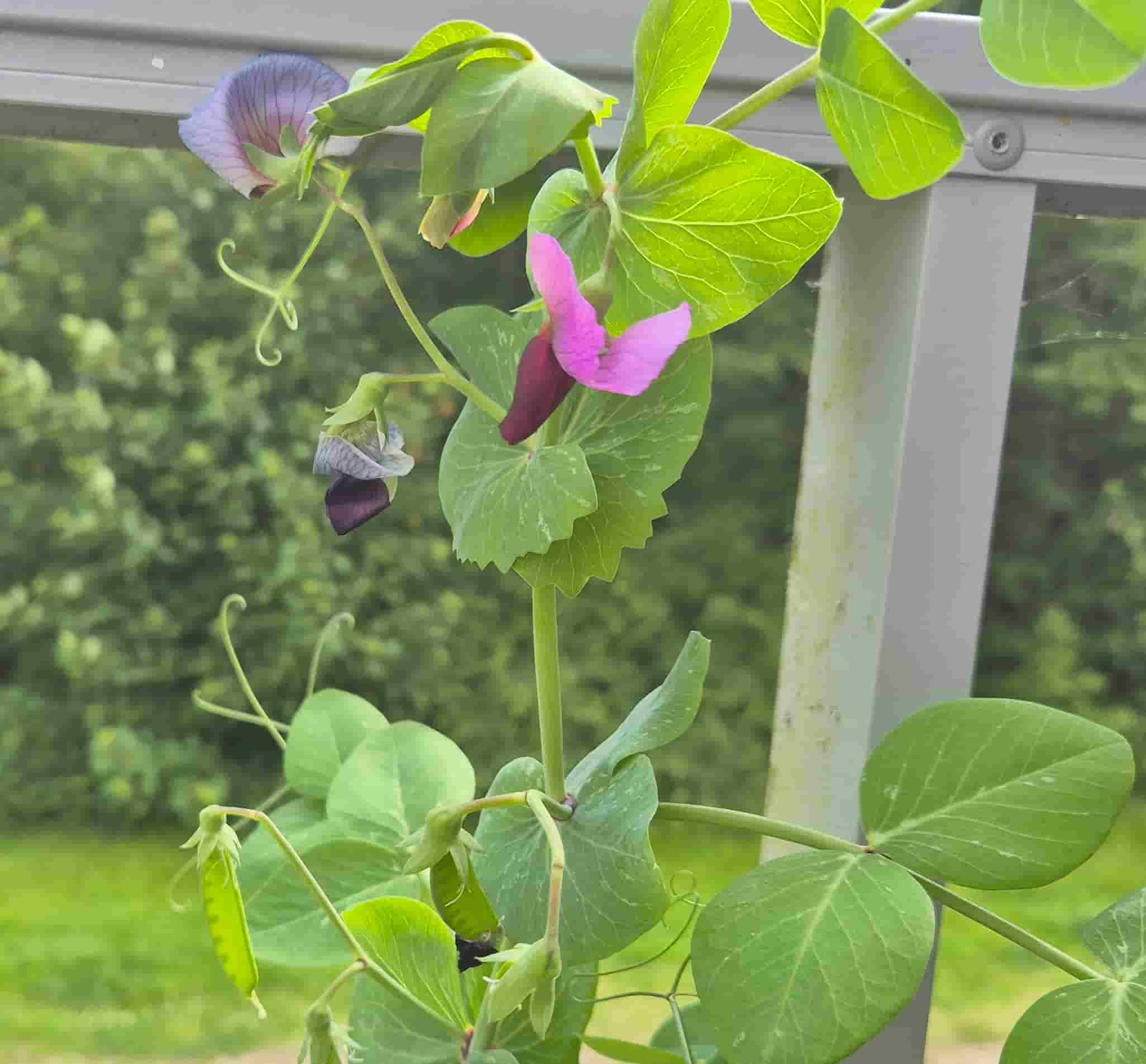 snow pea flowers and pods