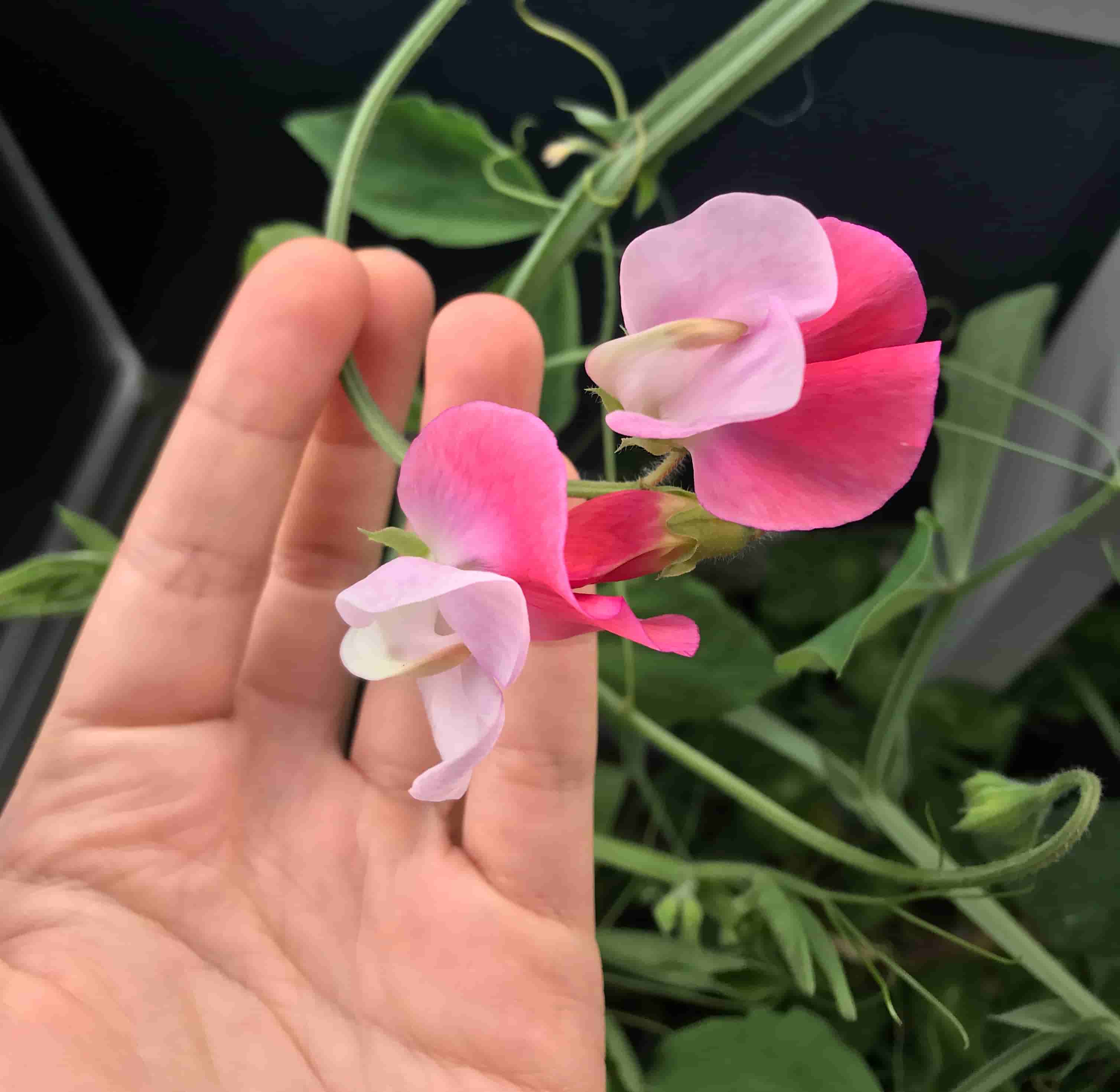 sweet pea flowers