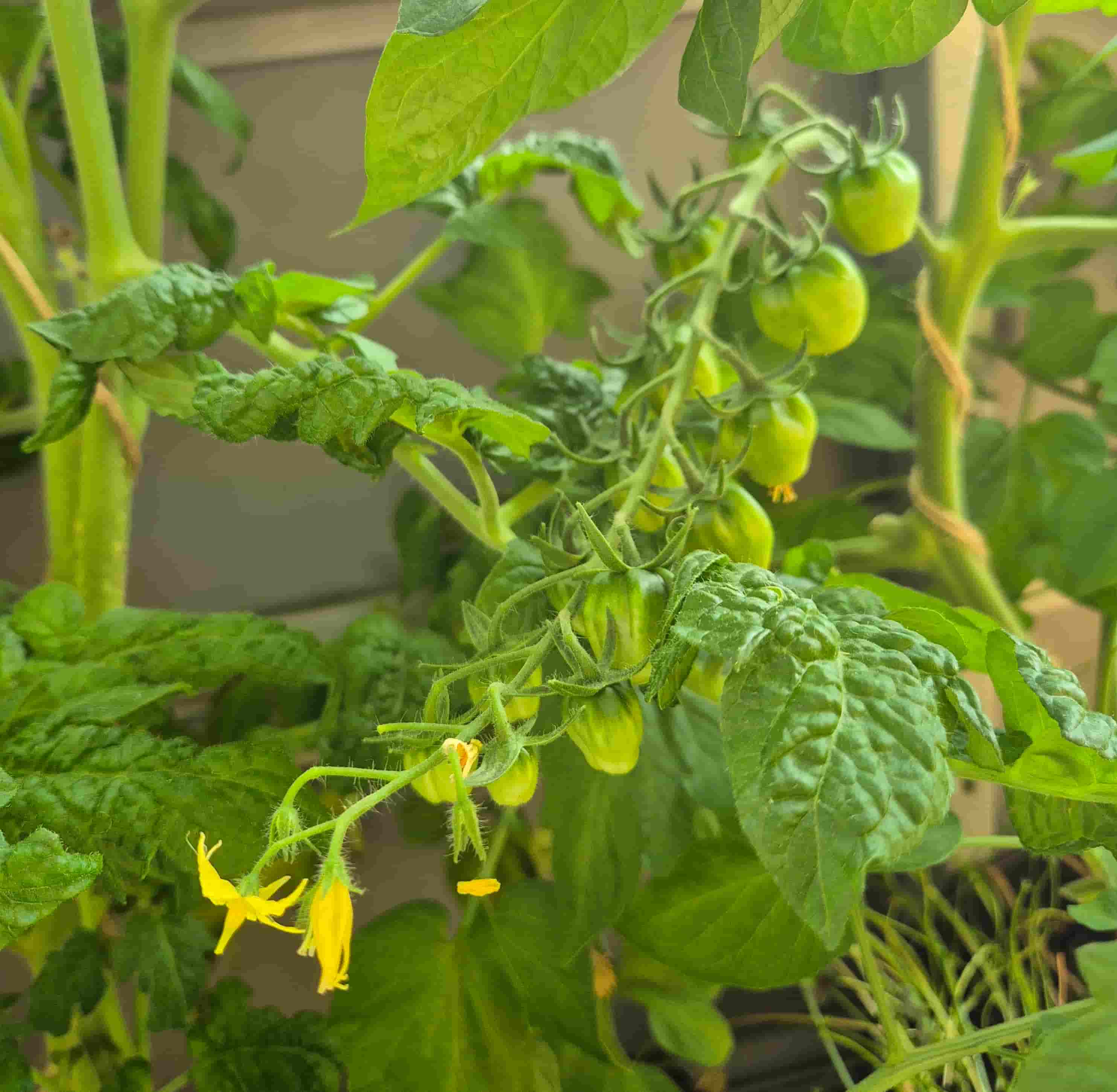accordion tomatoes growing on the plant