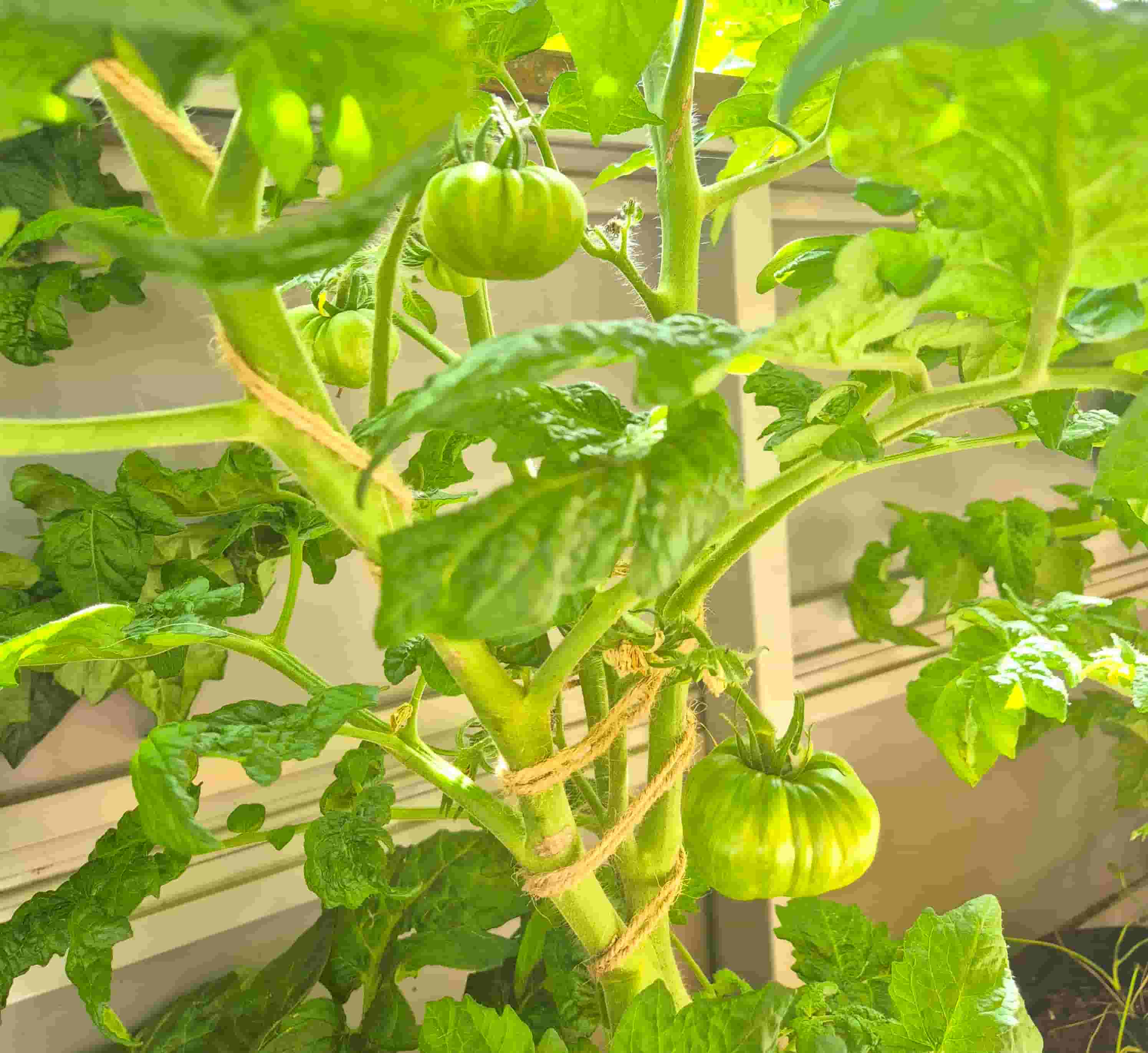 adelaide festival tomatoes growing on the plant